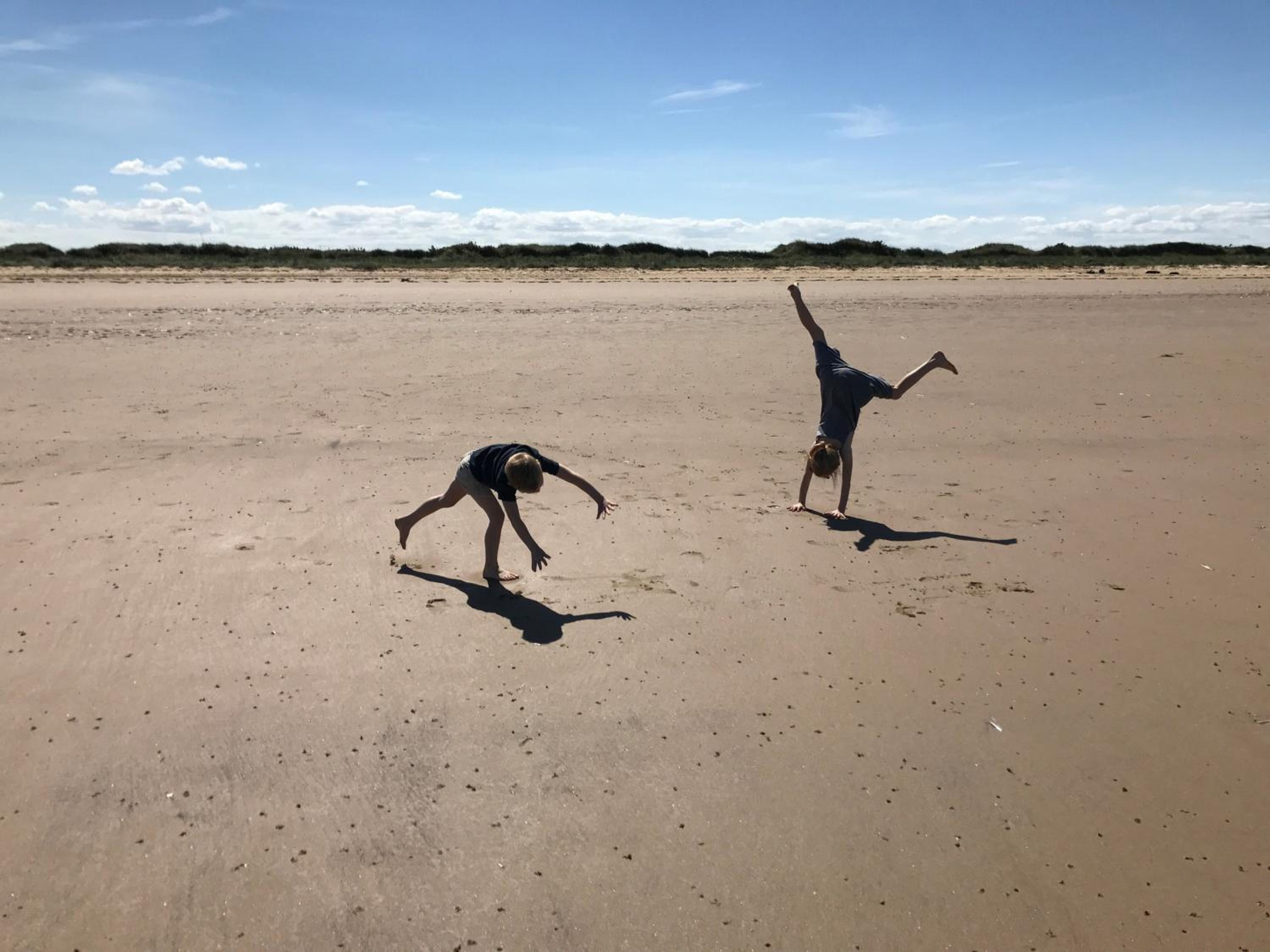 Greyseals