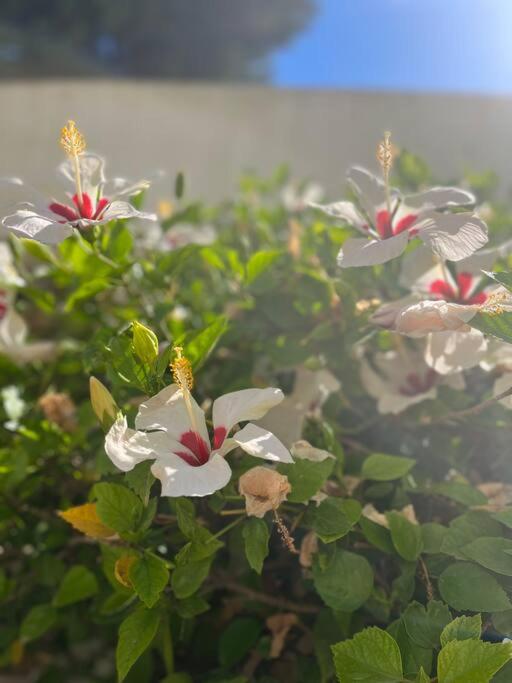 Reihenhaus mit Garten in Moravit Moraira
