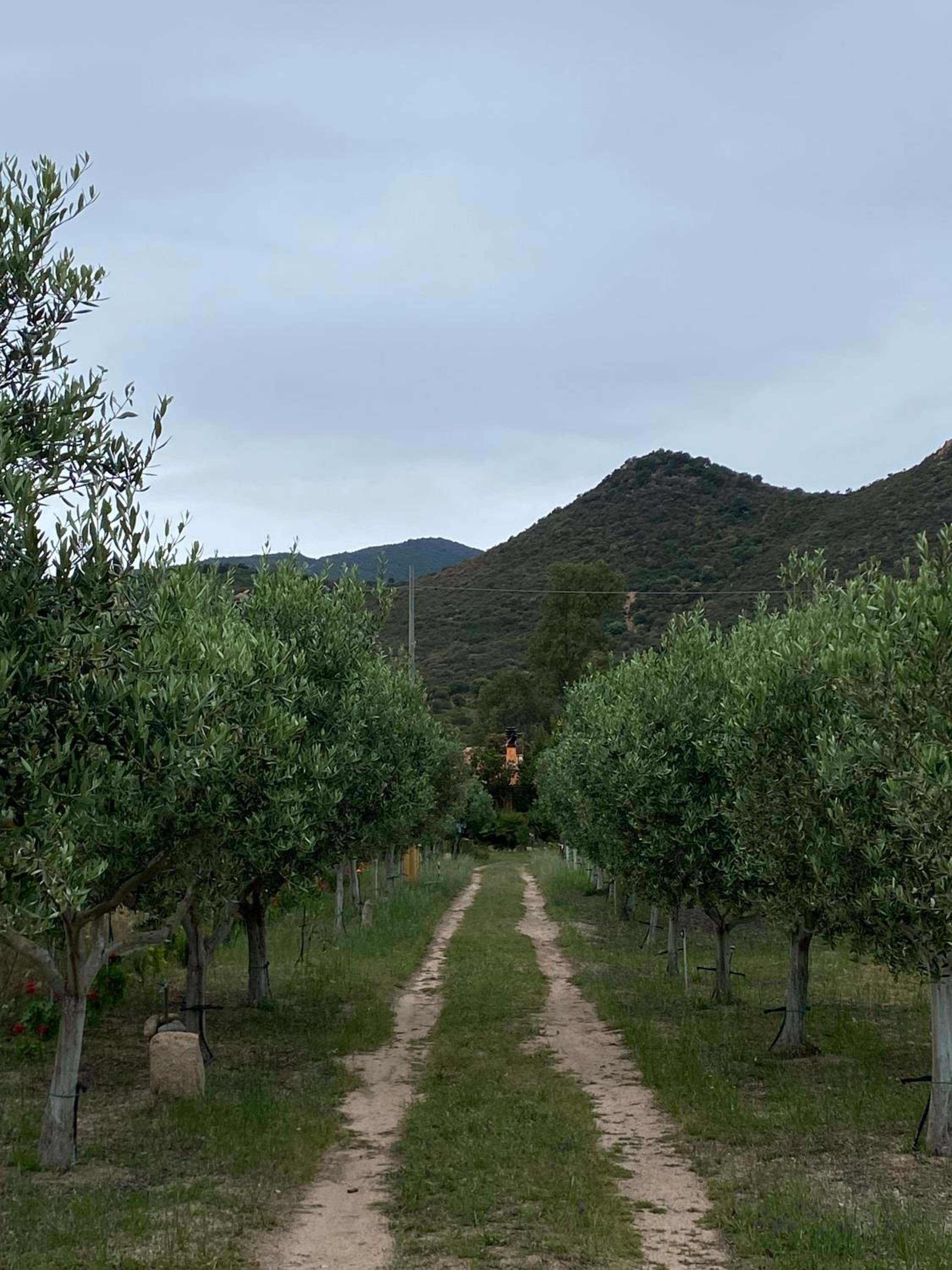 L'Uliveto HOLIDAY HOUSE