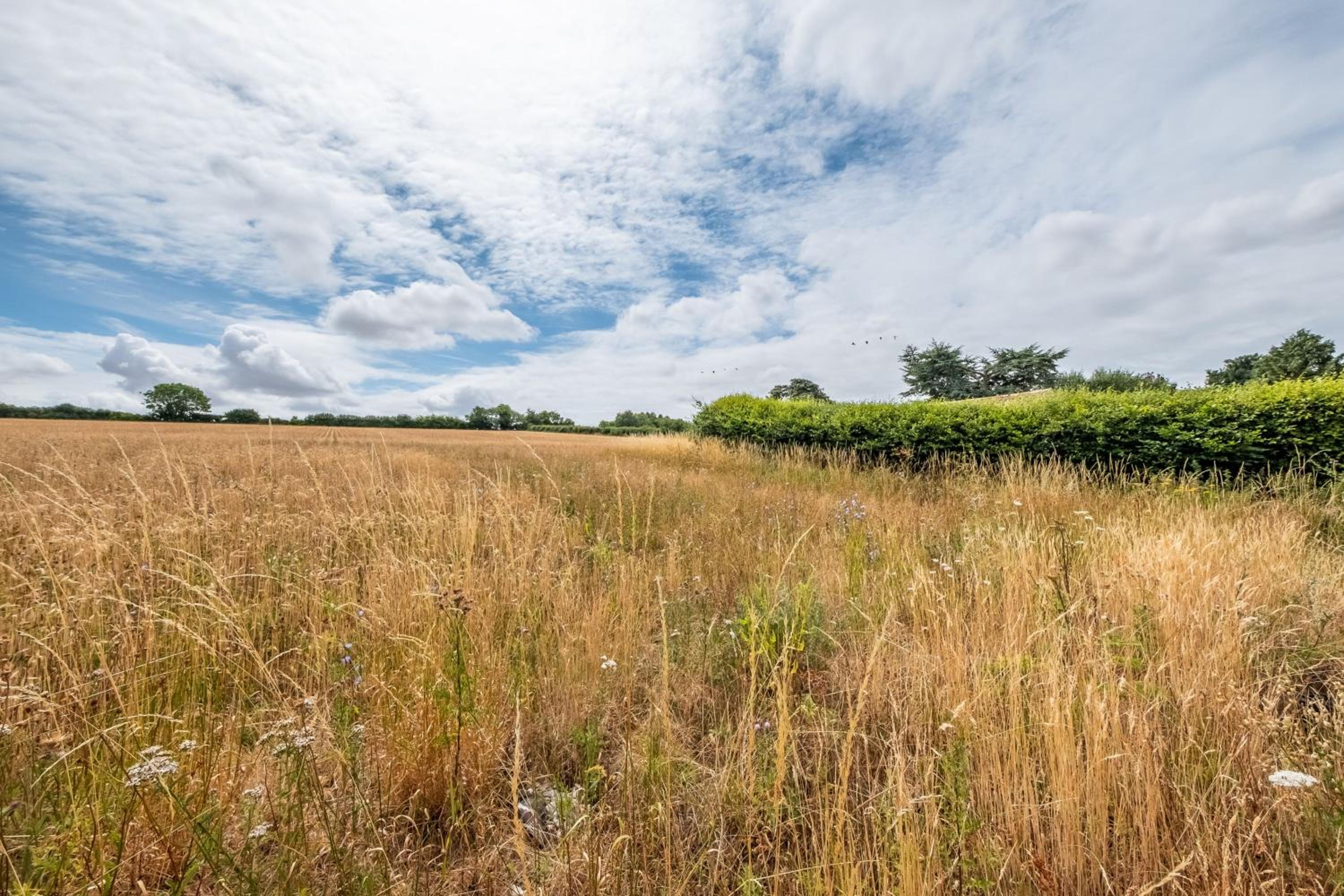 Field View