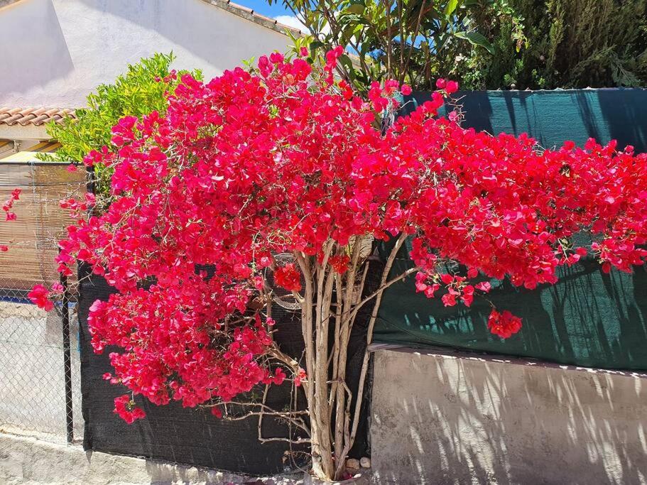 Le Petit Paradis Olivella
