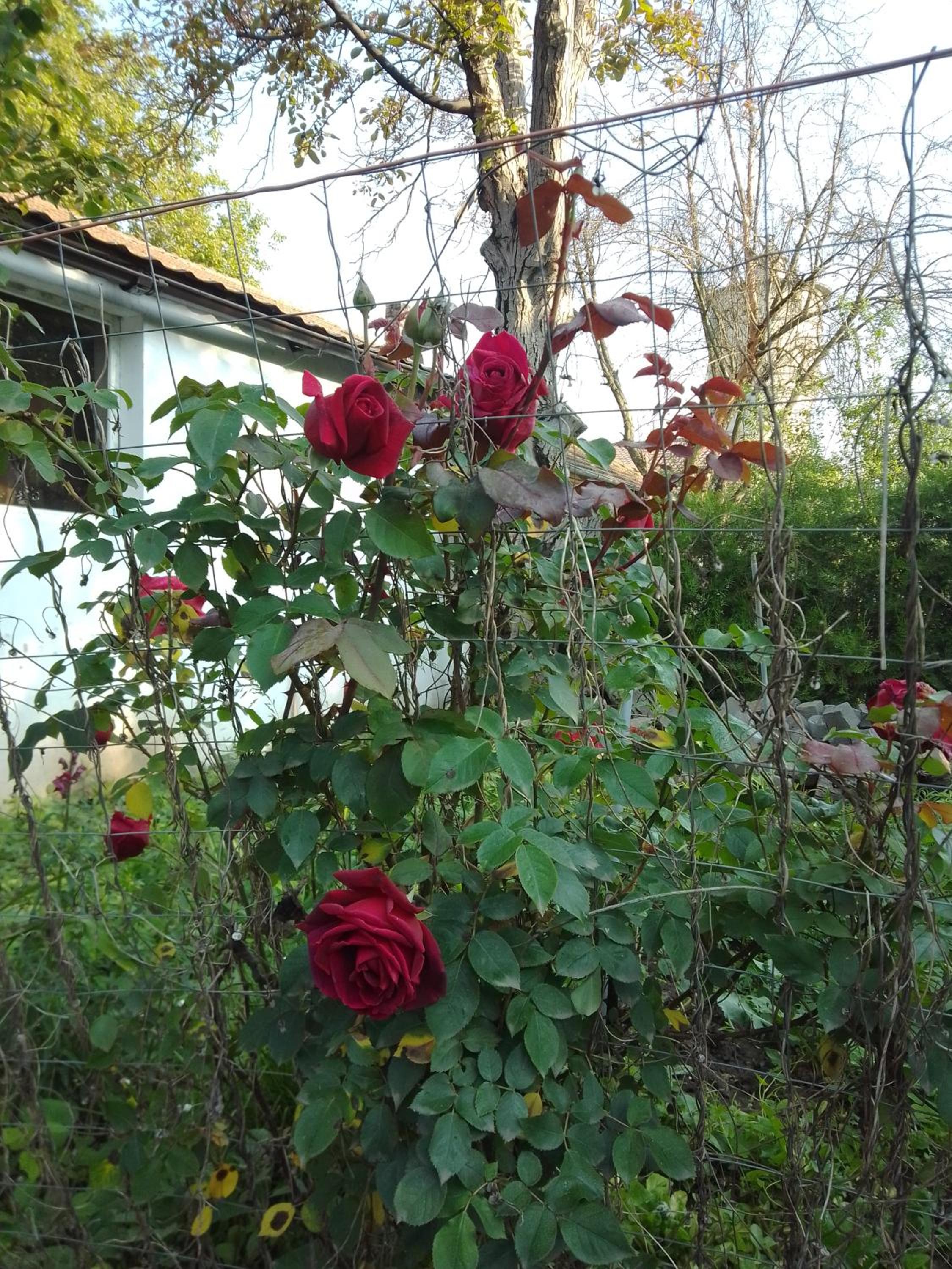 Photo 25