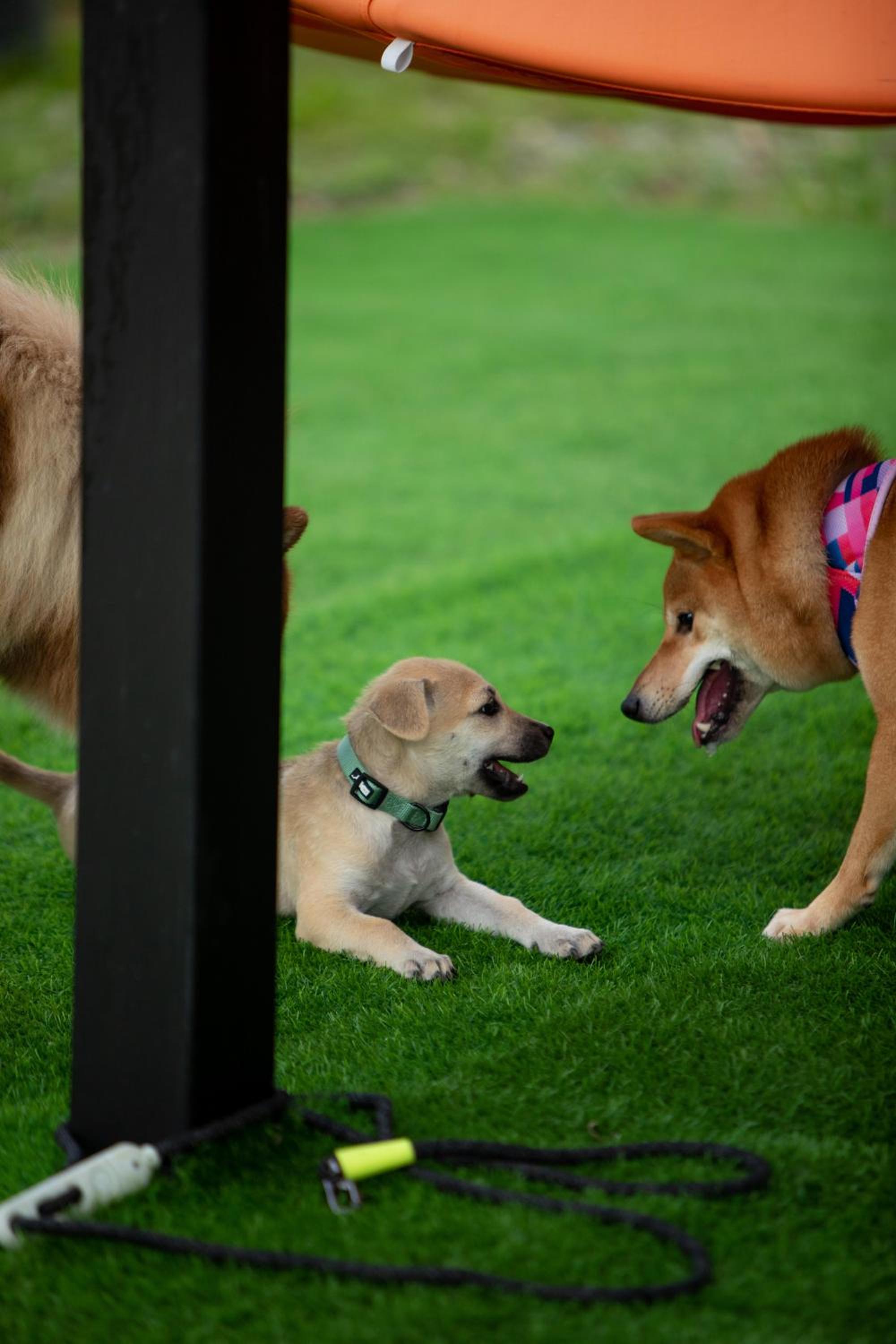 iGo Glamz 爱狗露营 Pet Friendly Glamping view 2