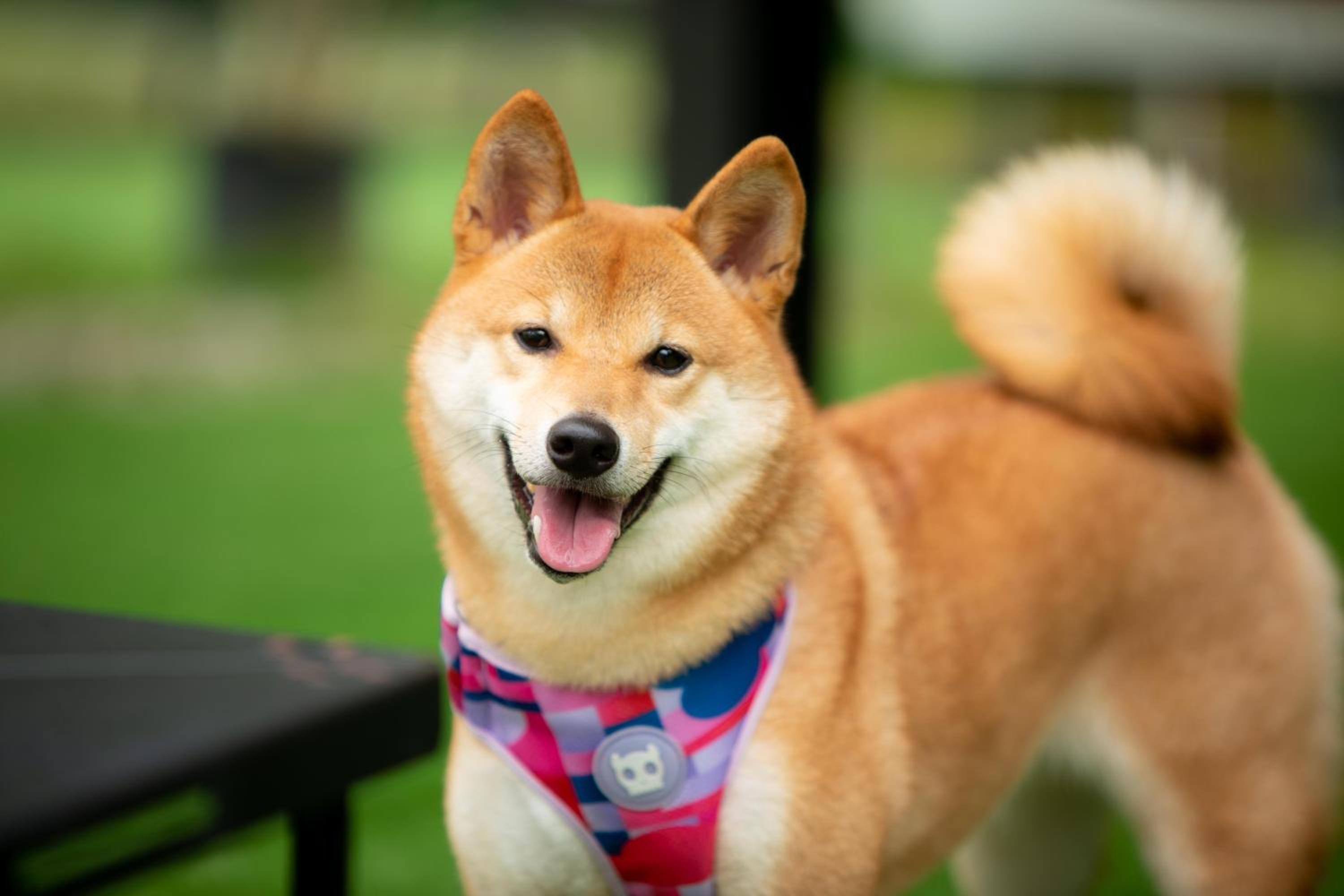 iGo Glamz 爱狗露营 Pet Friendly Glamping view 3