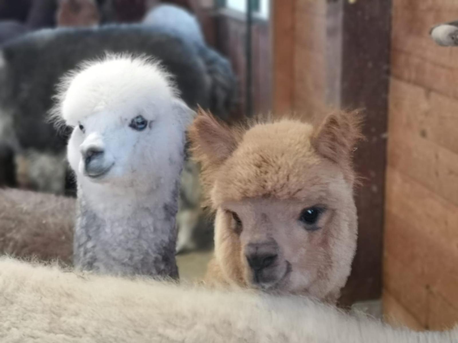 B&B Canossalpaca photo 2