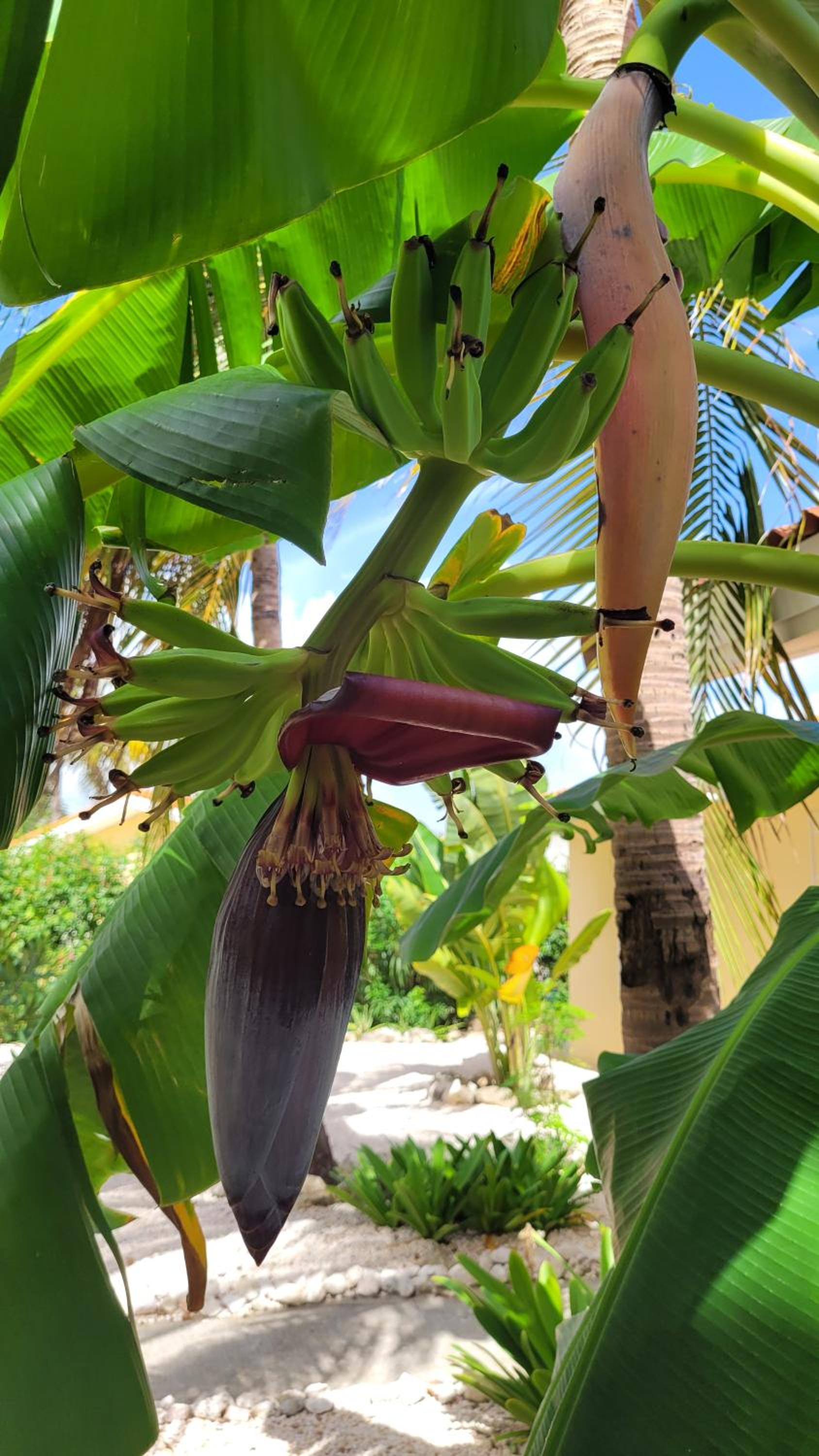 Villa Dushi Arembos, 6 persons, private pool, comfortable car, tropical garden
