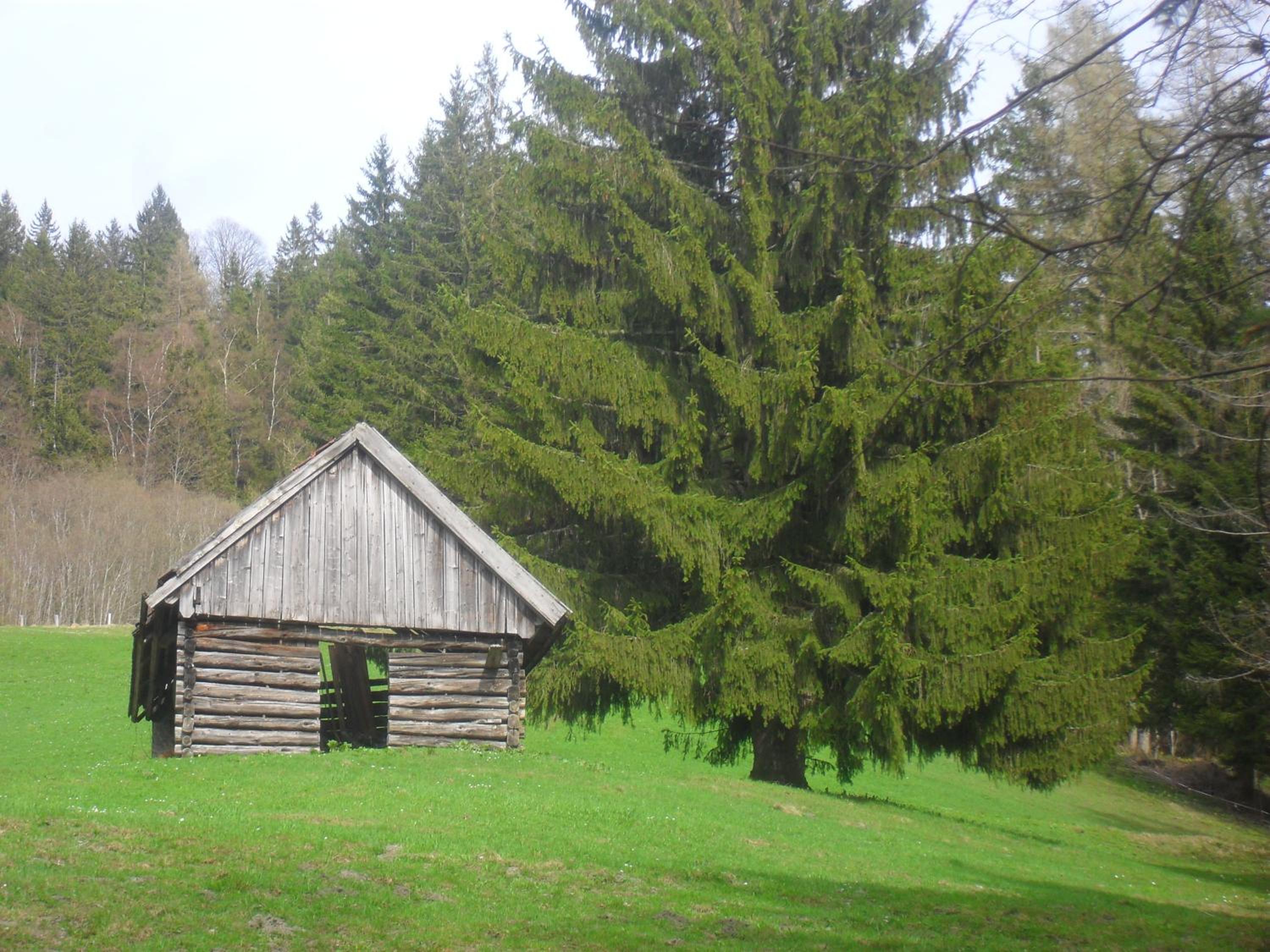 Bio-Bergbauernhof Möslhof