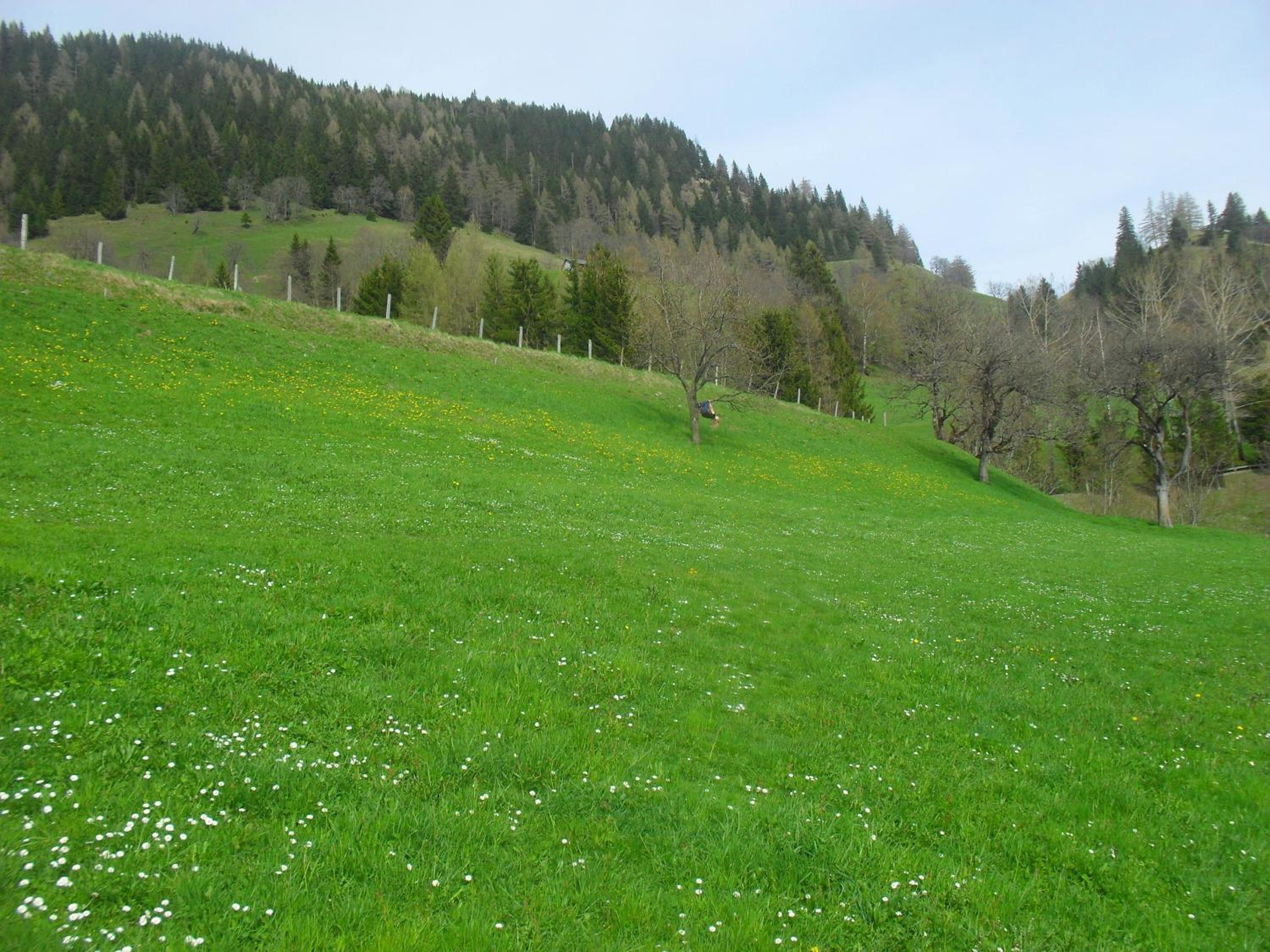 Bio-Bergbauernhof Möslhof