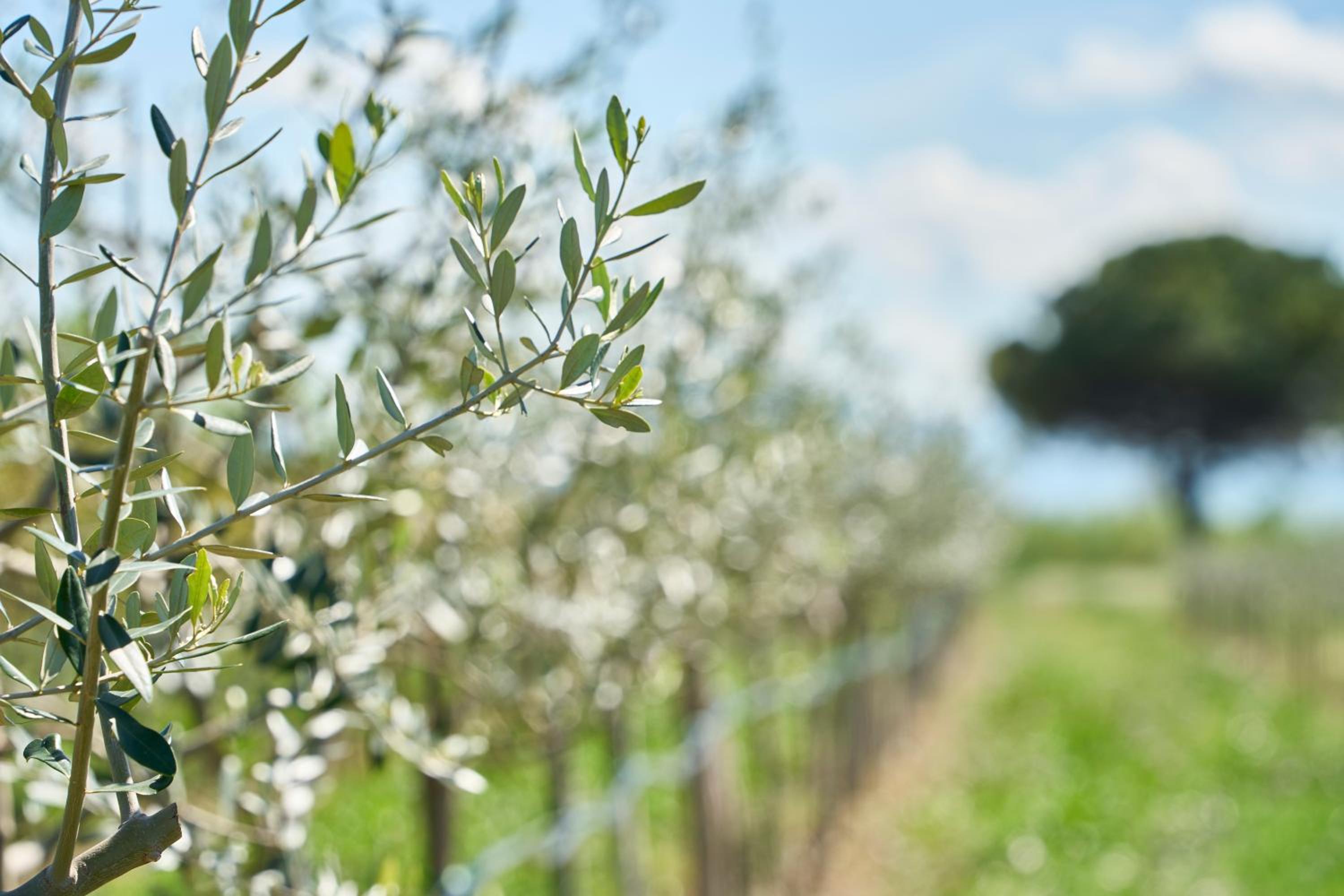 Agriturismo Borgonuovo