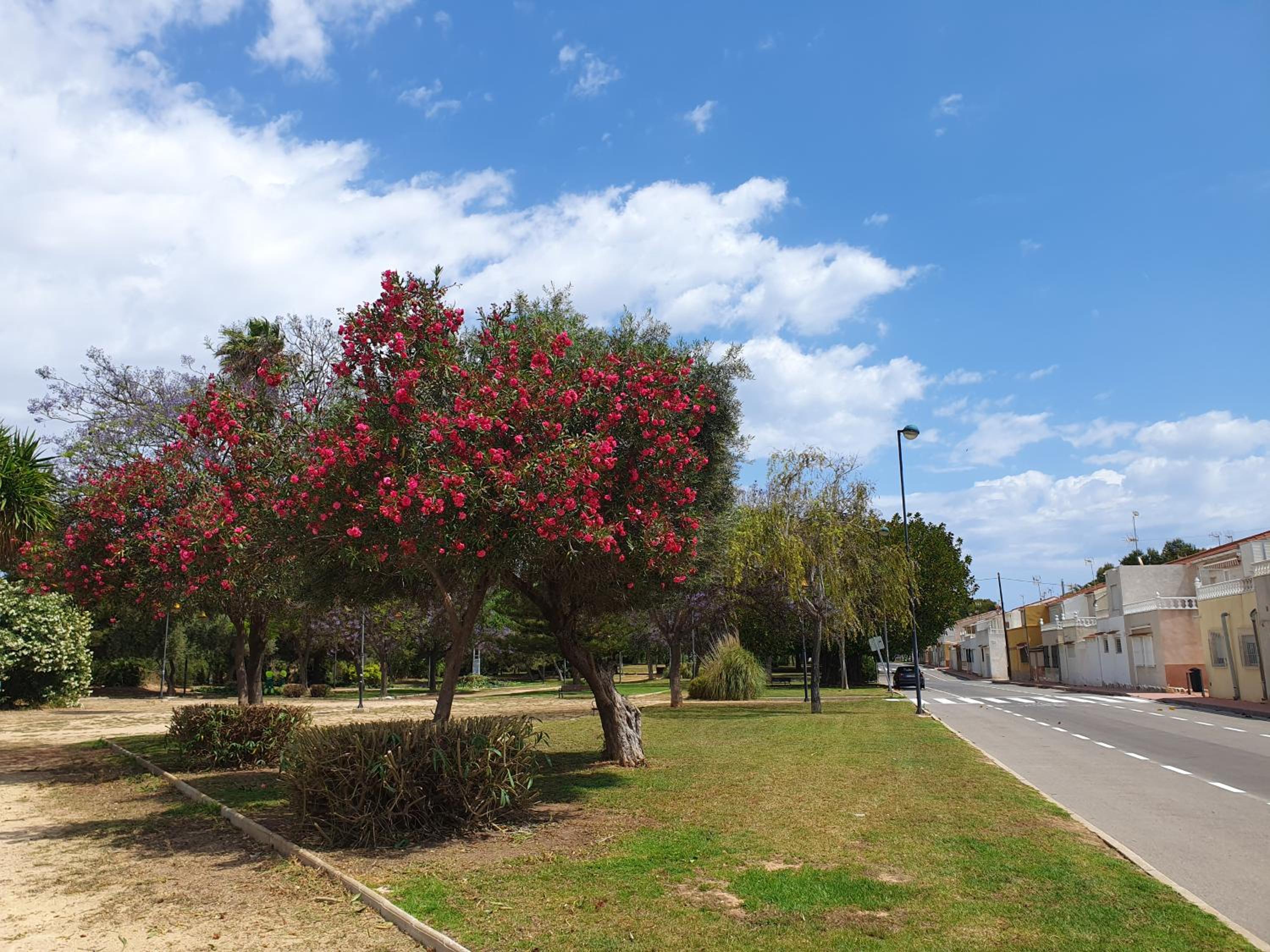 El.Paraiso, Torrevieja