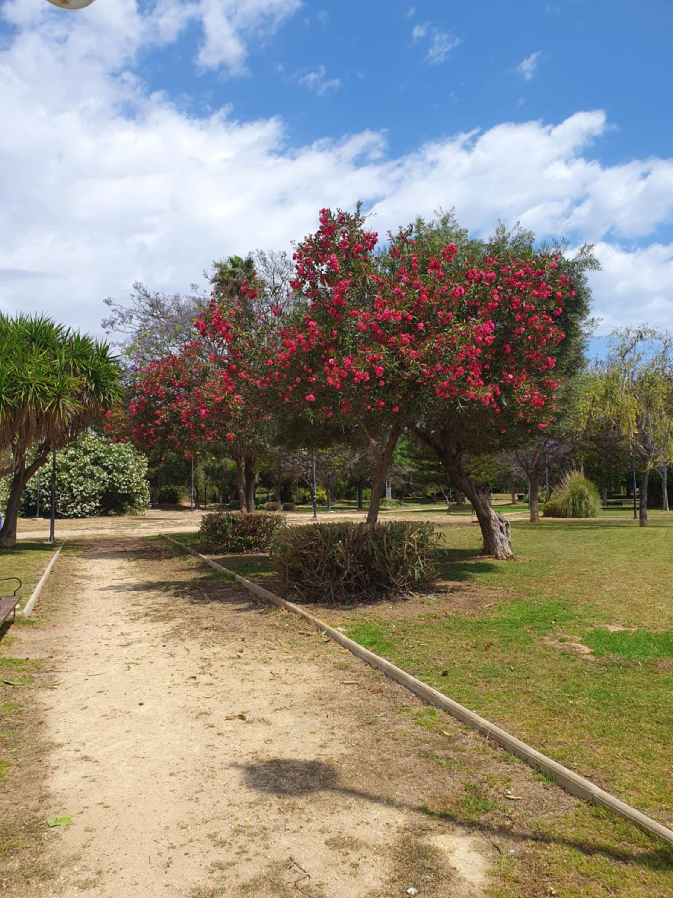 El.Paraiso, Torrevieja