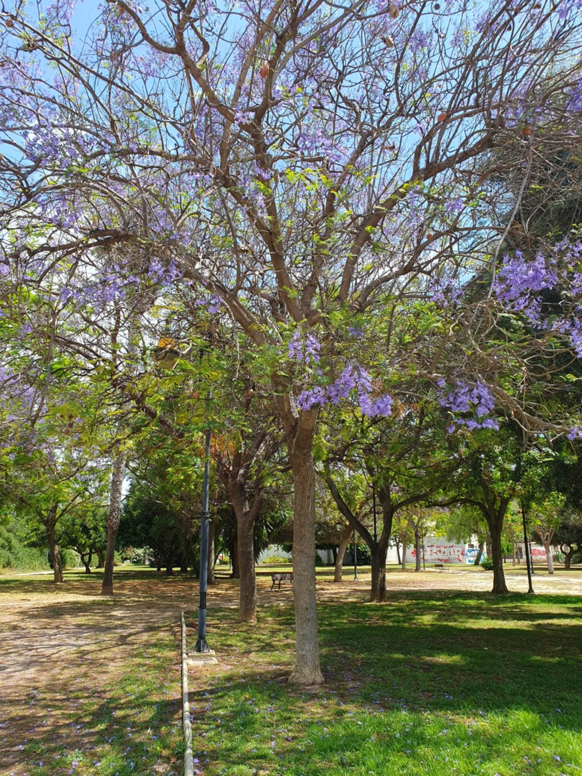 El.Paraiso, Torrevieja