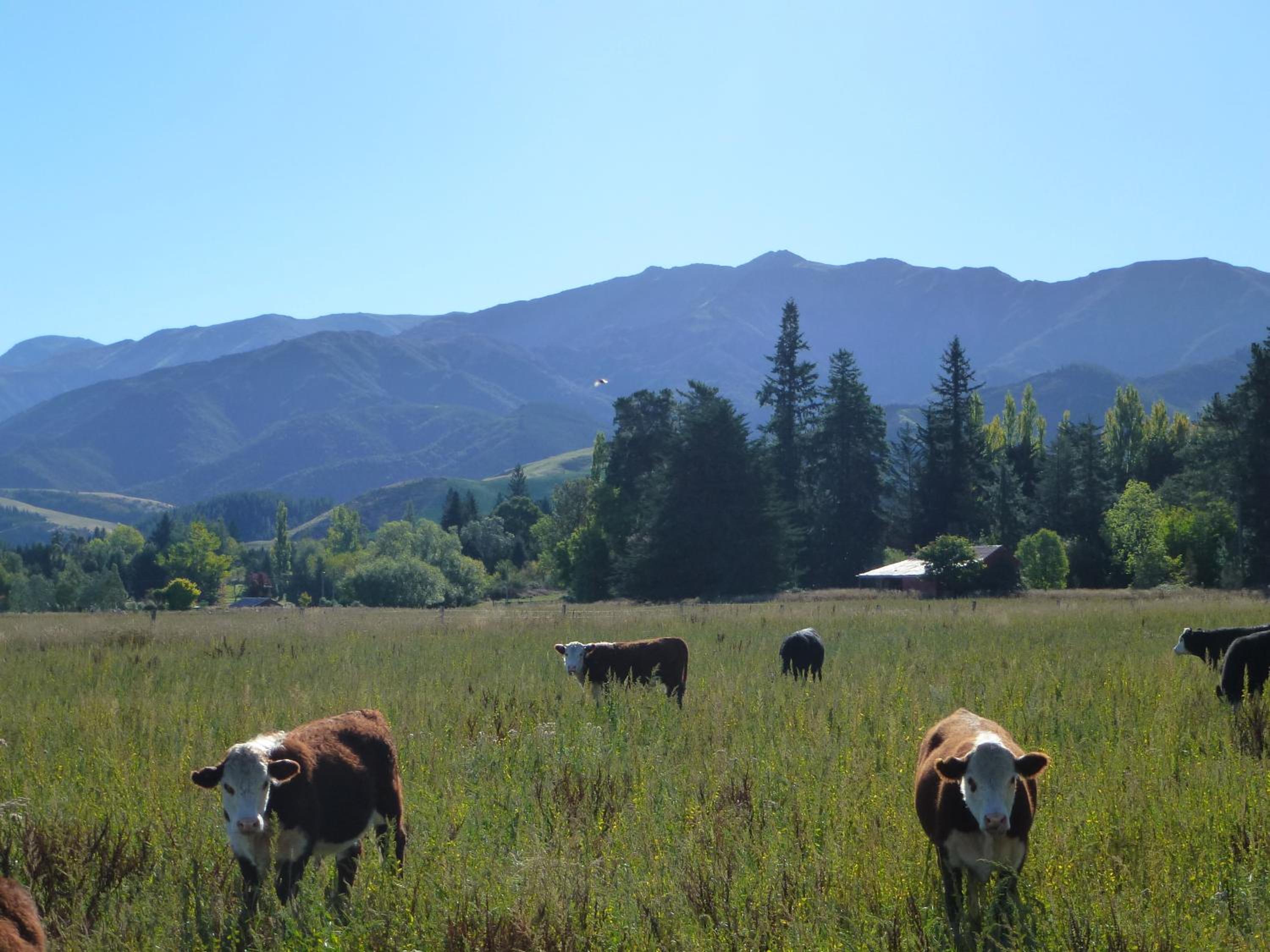 Hanmer Springs Scenic Views Motel