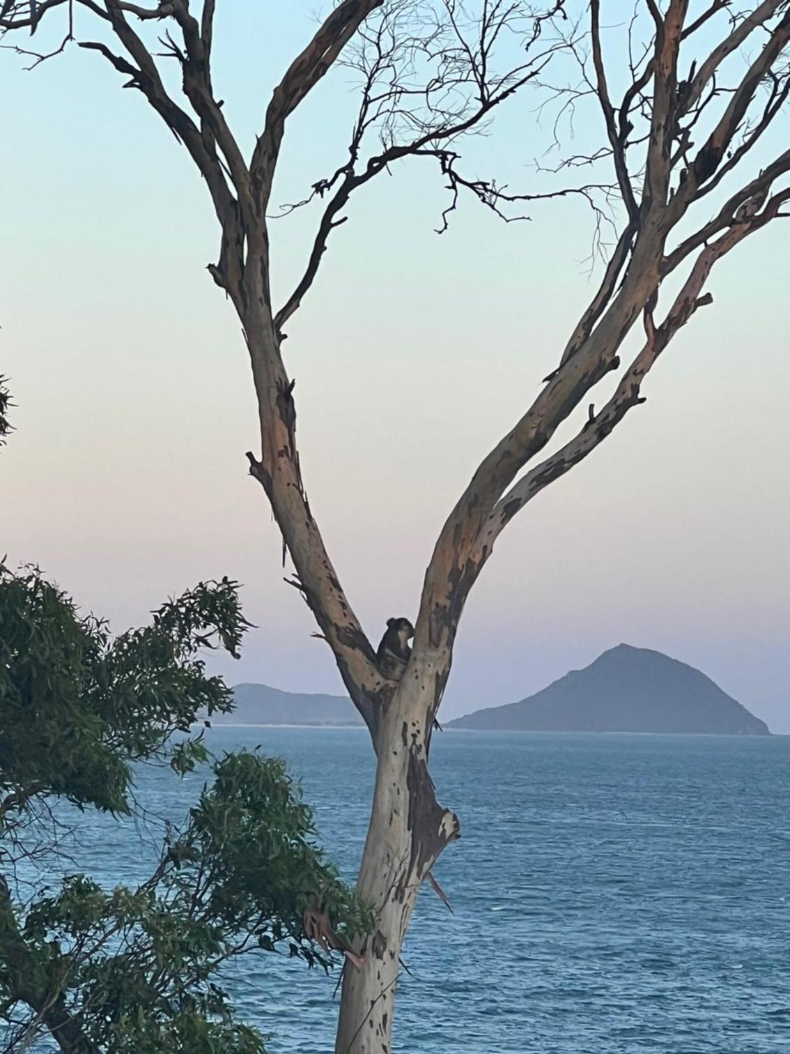 Tranquil Escape - Koala Hotspot - 2 Bed 2 Bath Apt Spectacular Sea Views