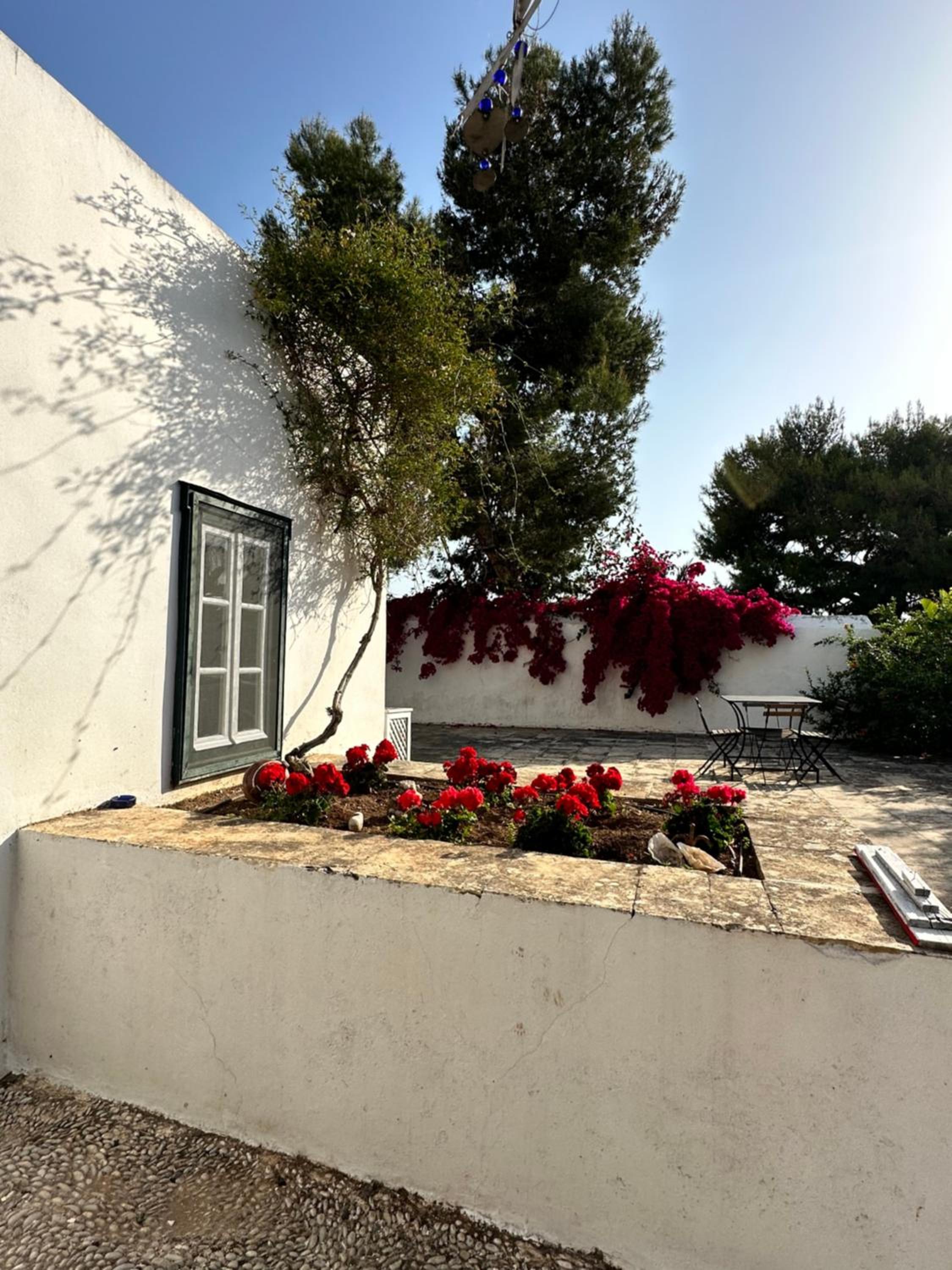 Two Olive Trees view 5