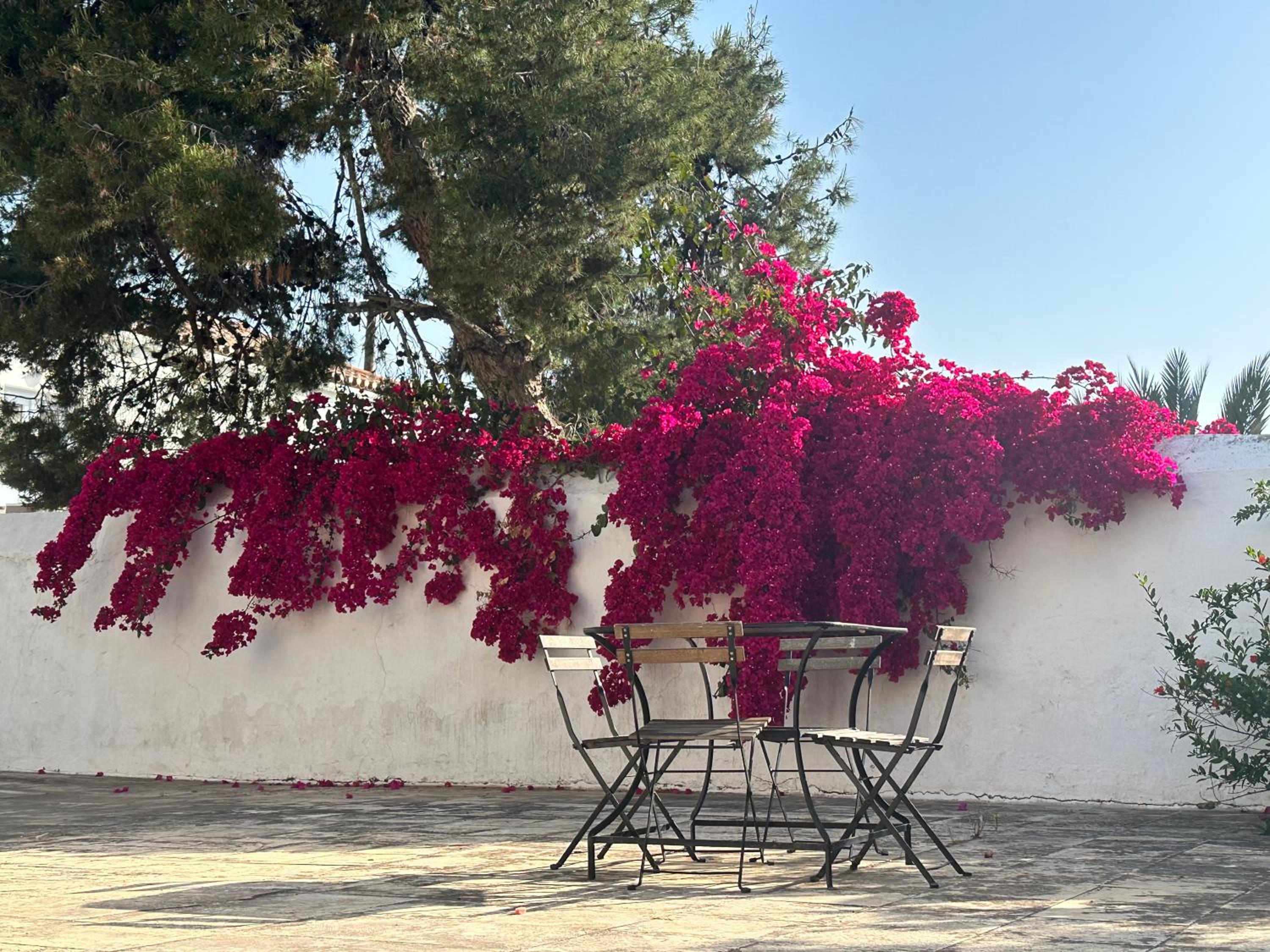 Two Olive Trees view 4