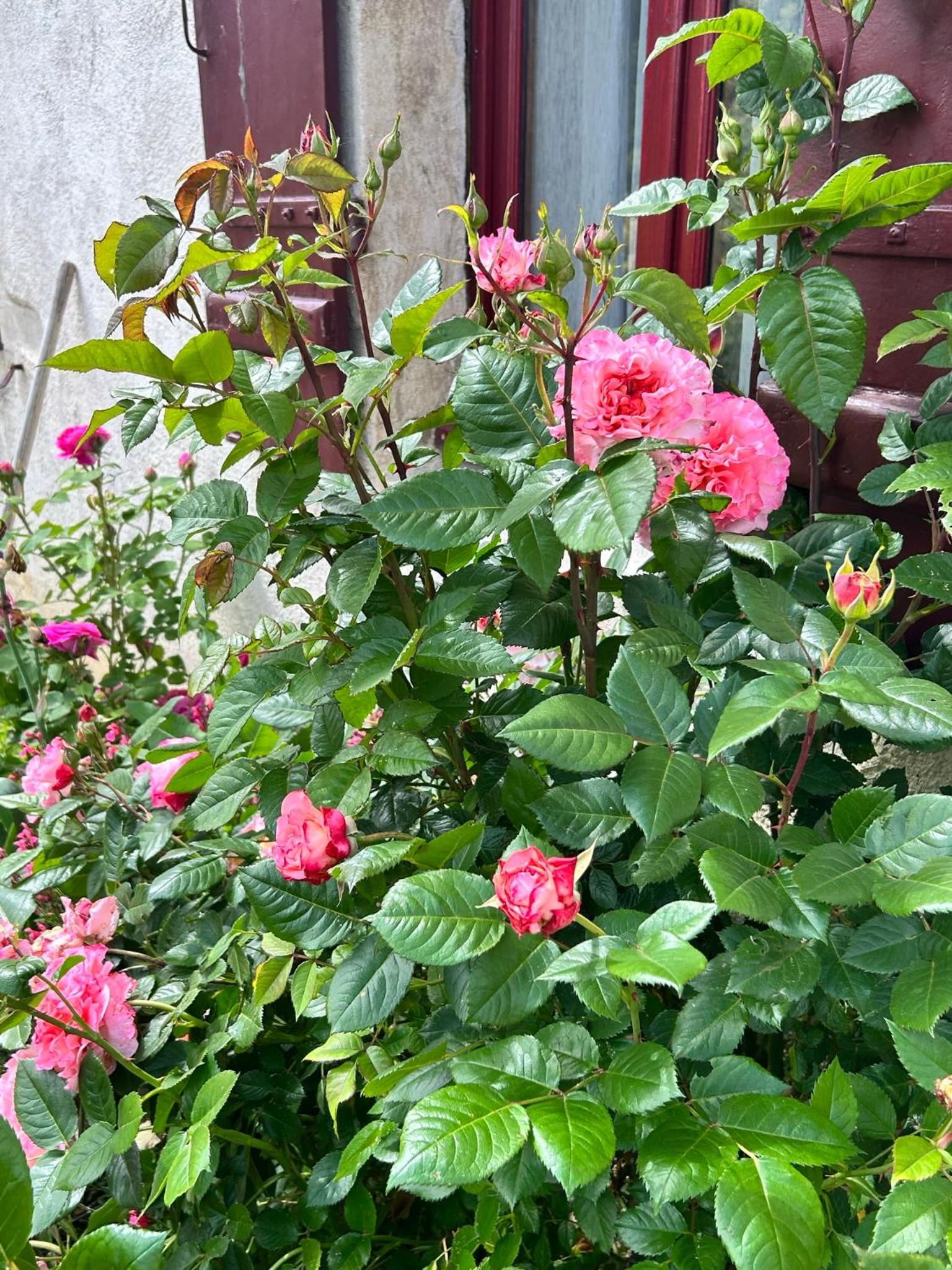 Photo 26