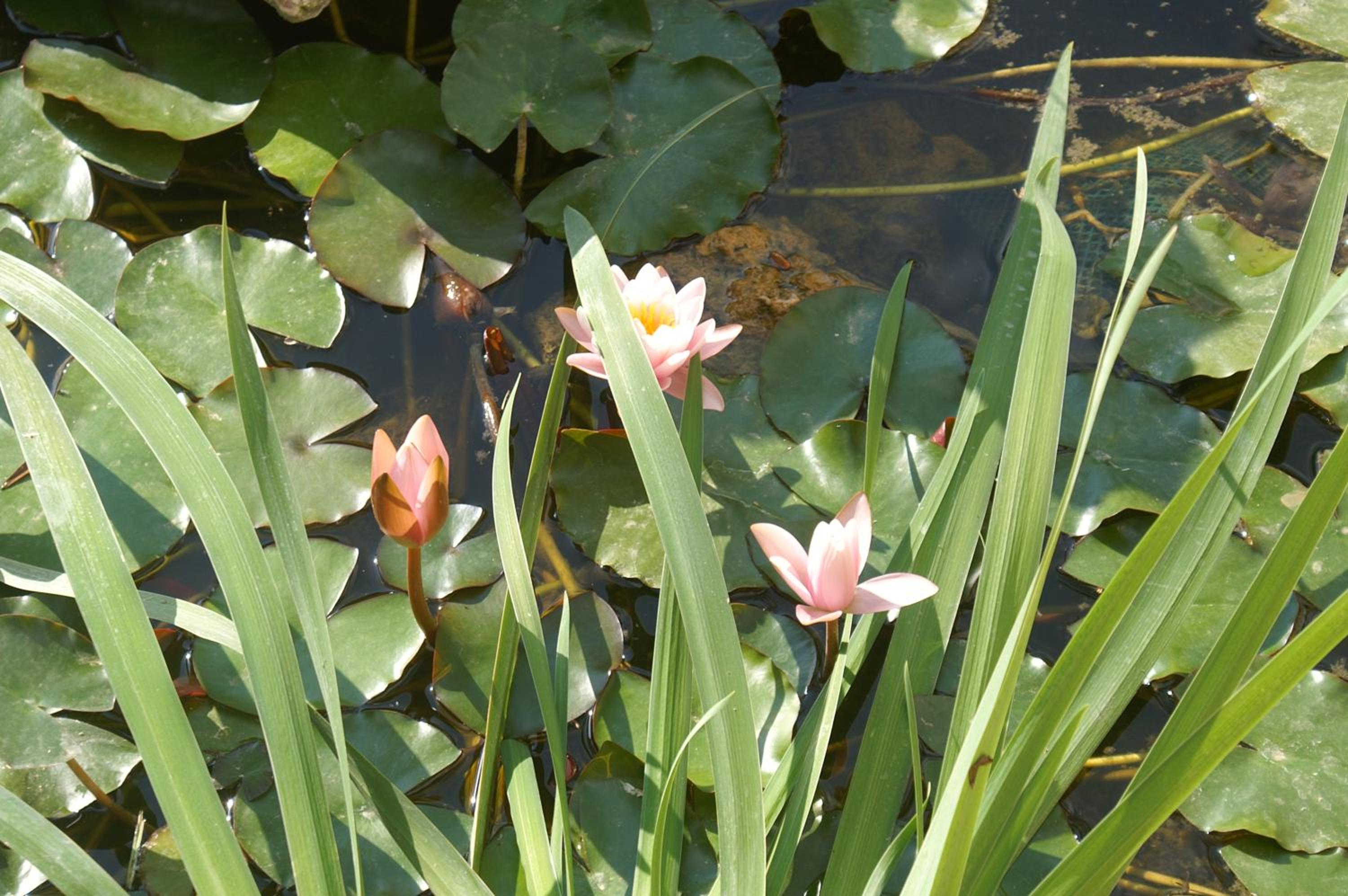 Photo 48