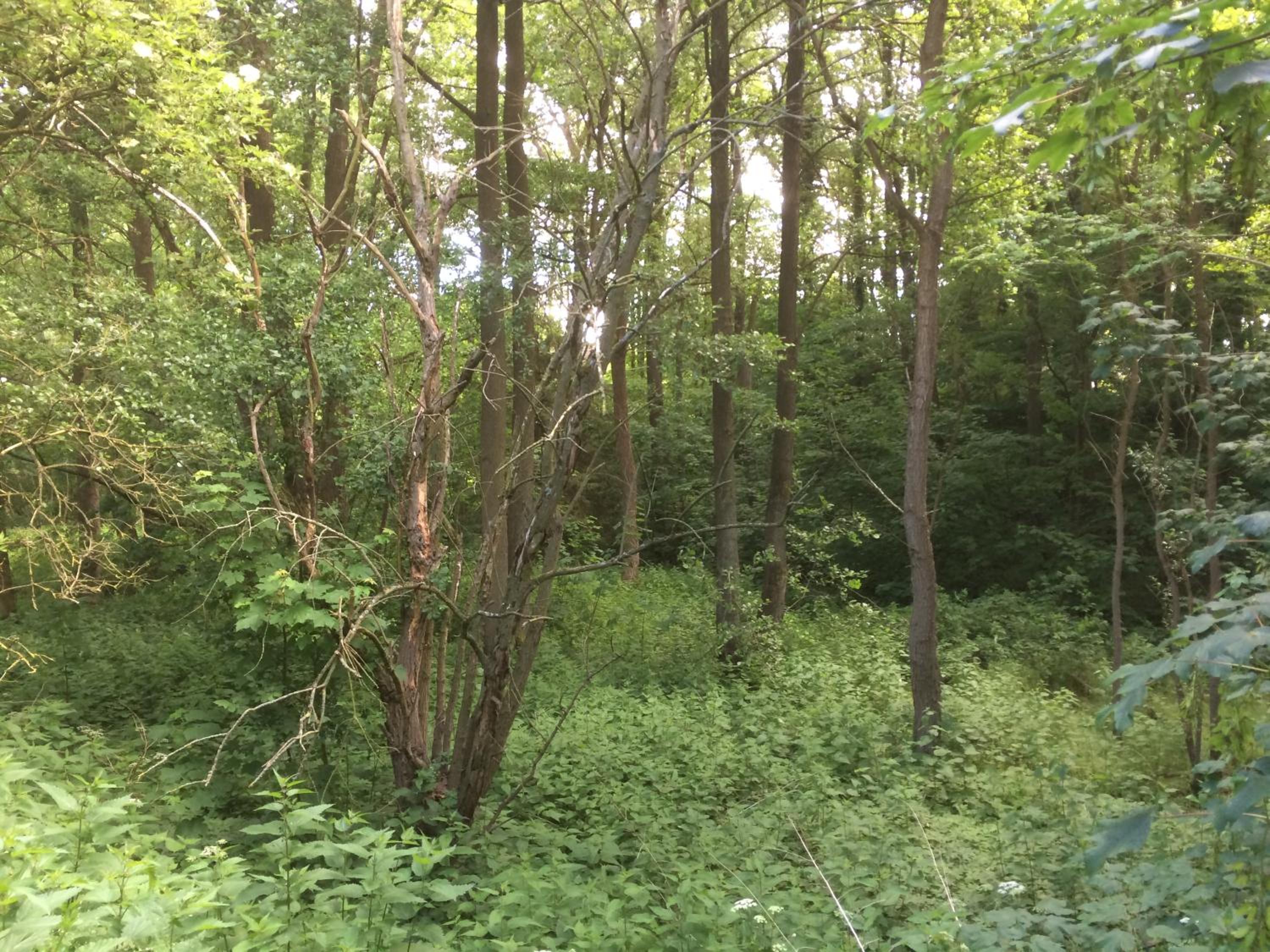 Photo 30