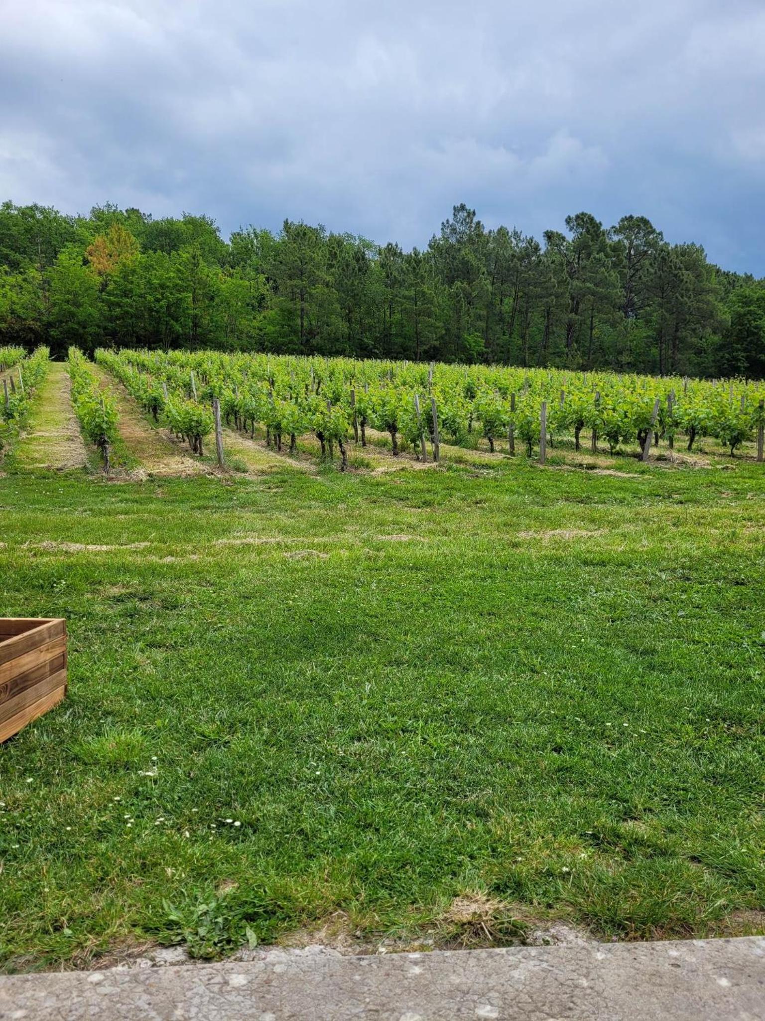 A L'OMBRE DE LA TREILLE -Proche Saint-Emilion view 3