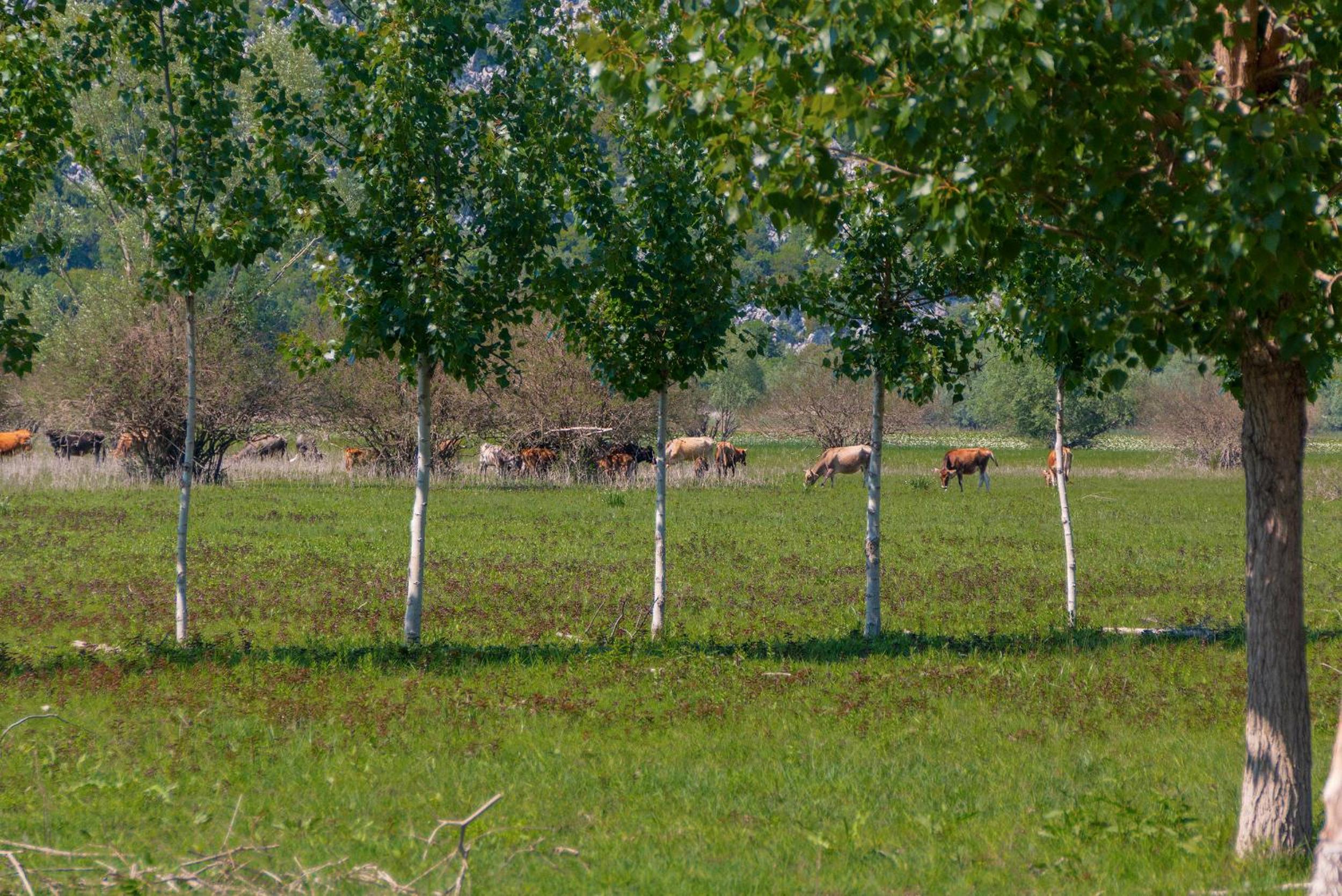 Pristan Apartments view 4