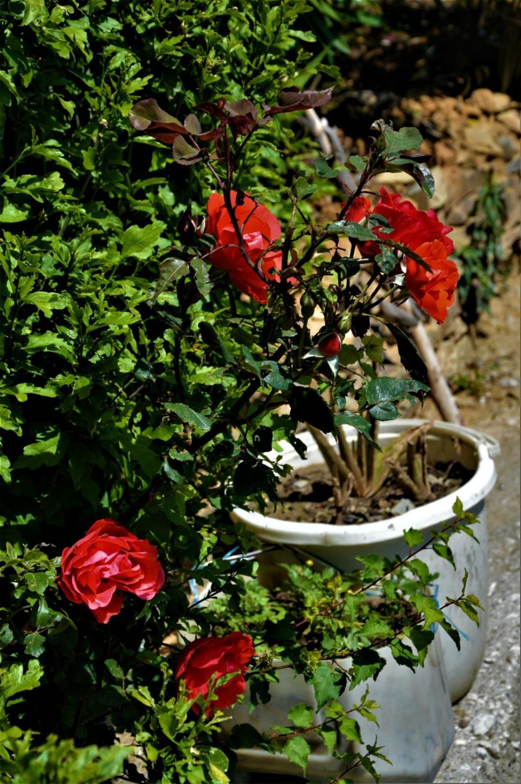 Ridhi Sidhi cottage view 3