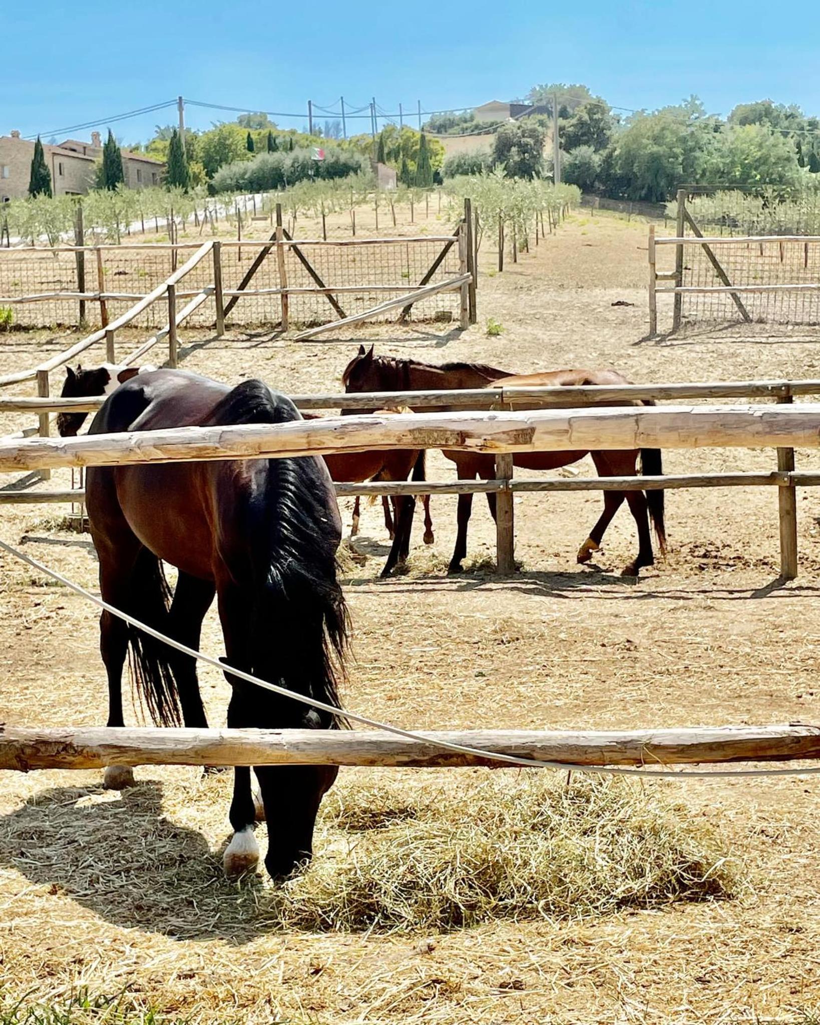Agriturismo Colle delle Stelle