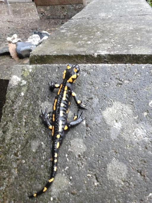 Ferienwohnung Salamander