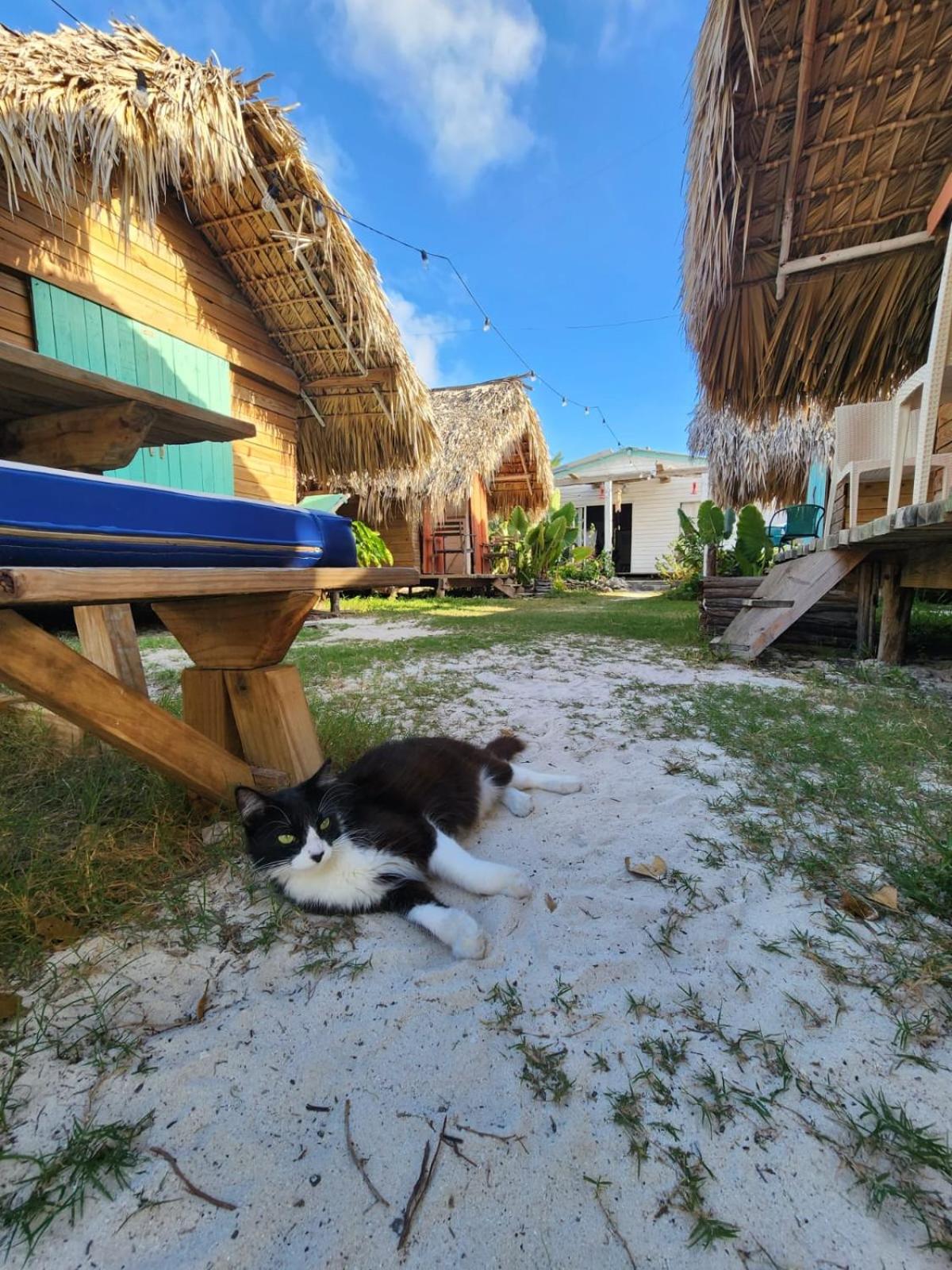 Saona lodge — photo 5