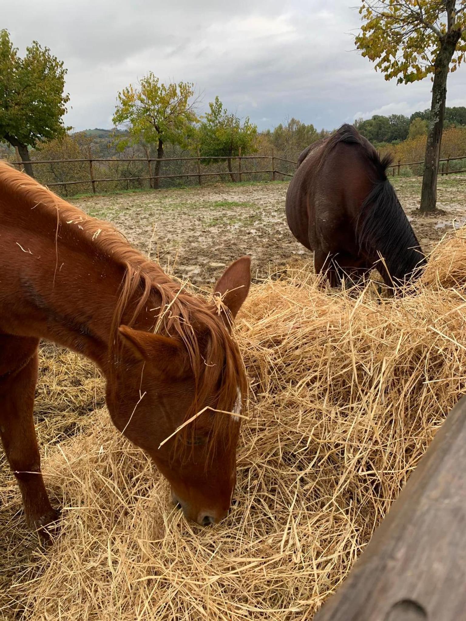 Agriturismo Colle delle Stelle