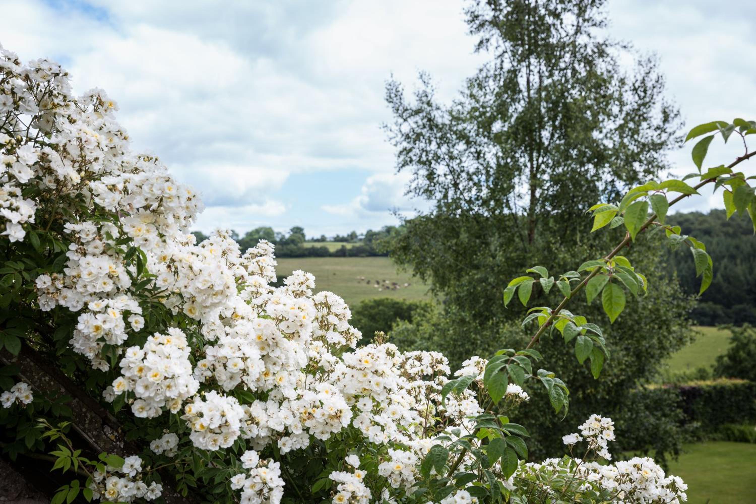 Brambles
