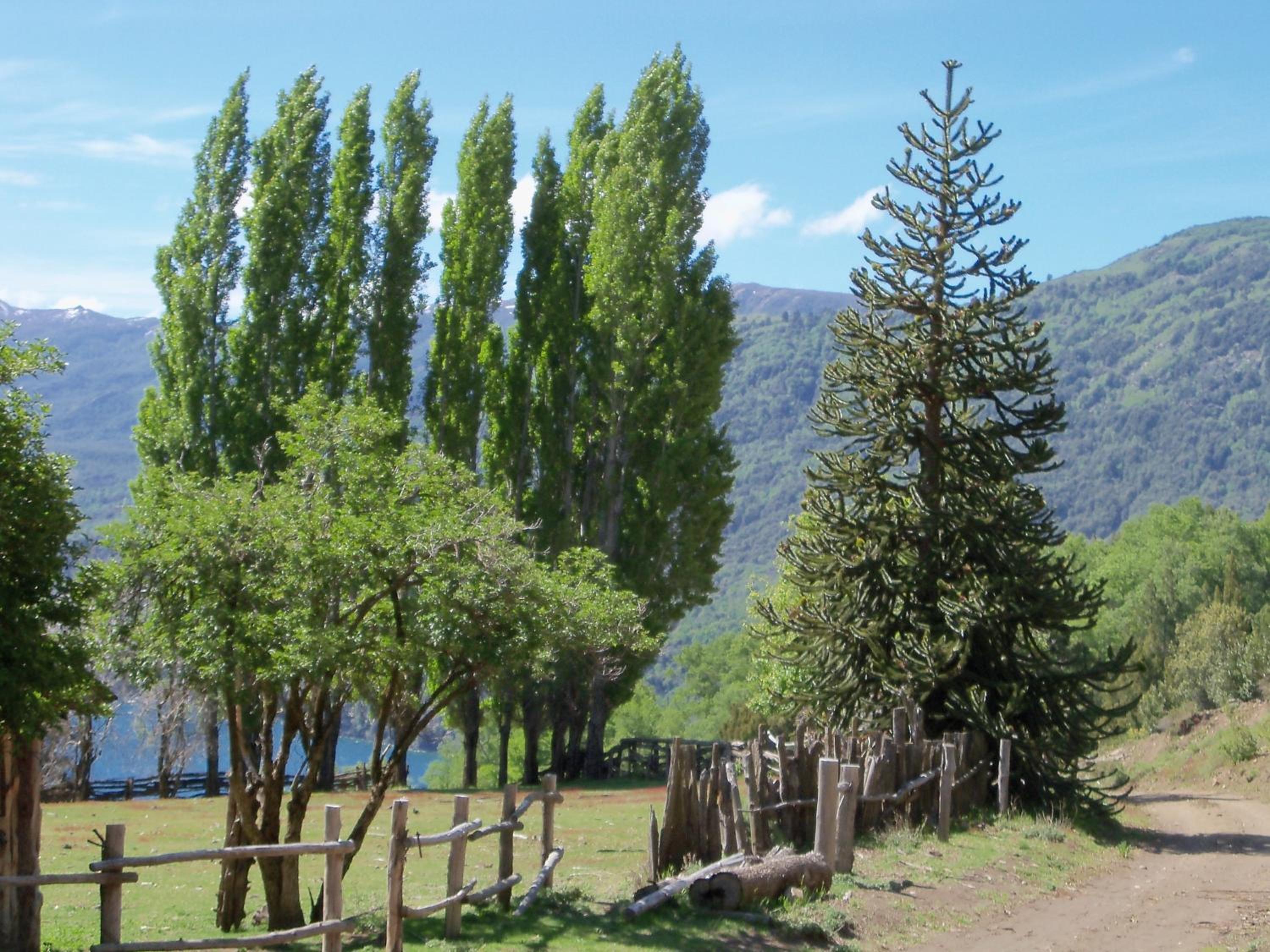 El Cipresal- Cabaña Epuyen