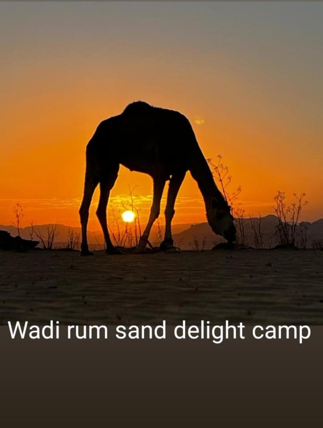 Wadi rum sand Delight camp