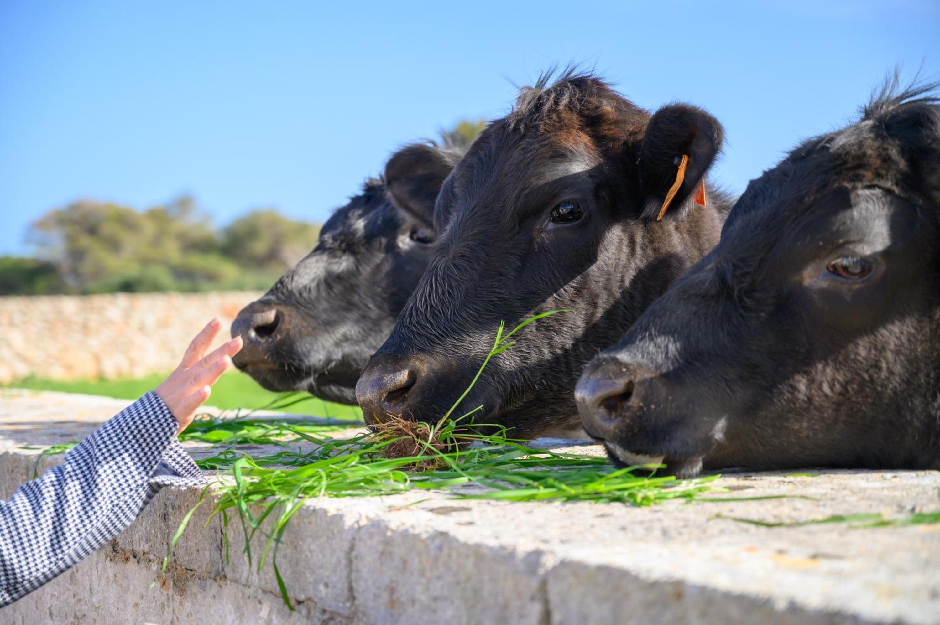 Llucmaçanes Gran Agroturismo