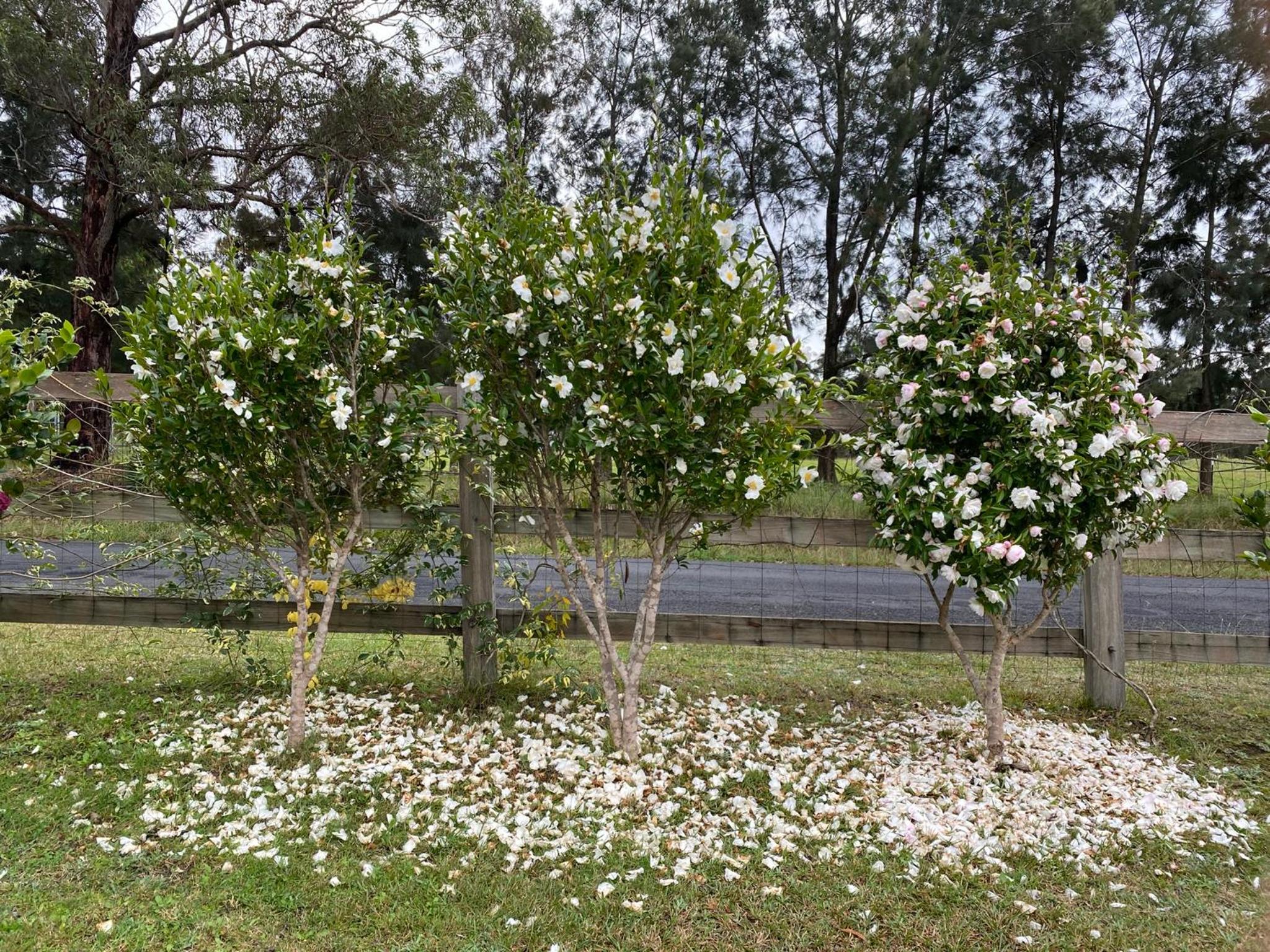 Camellia Cottage Pet Friendly Farm Stay