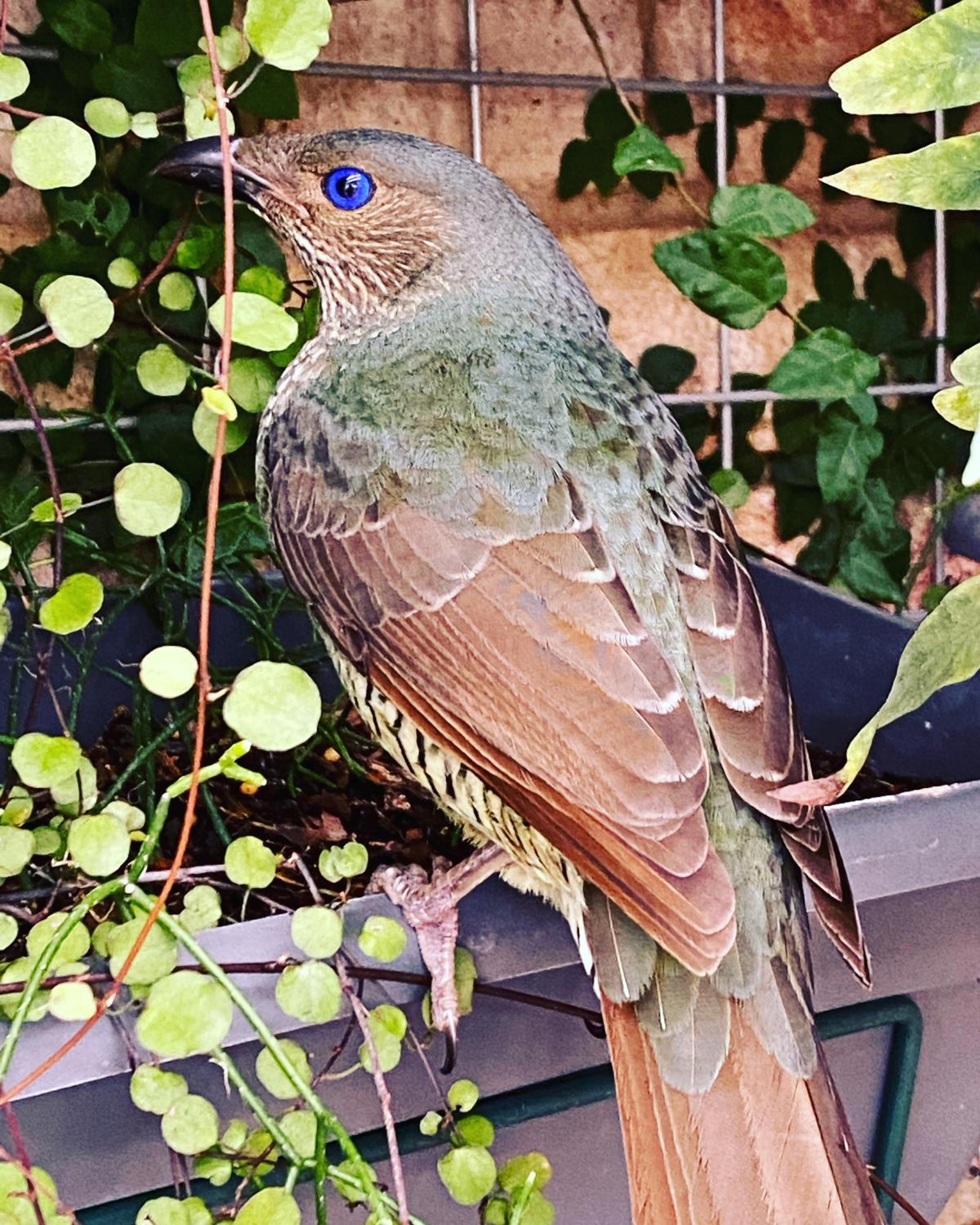 Camellia Cottage Pet Friendly Farm Stay