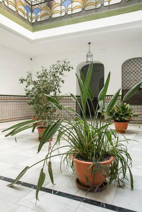 Cozy apartment in a typical Sevillian patio house