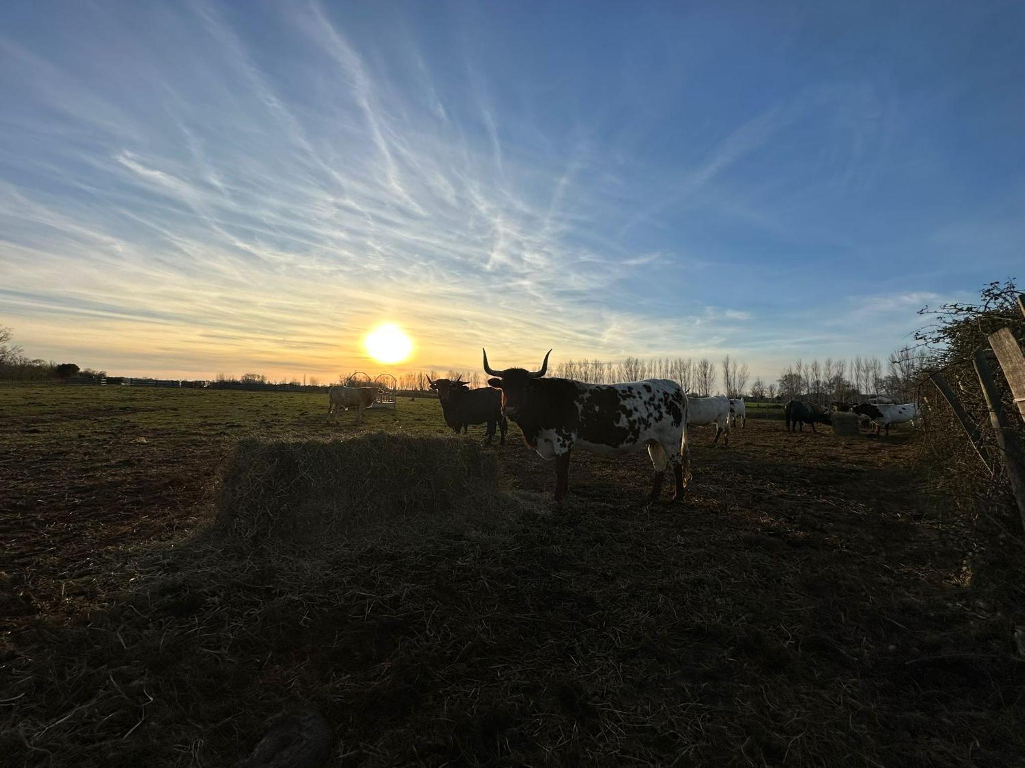 Domaine de la Tapie de Bouchet - en Camargue