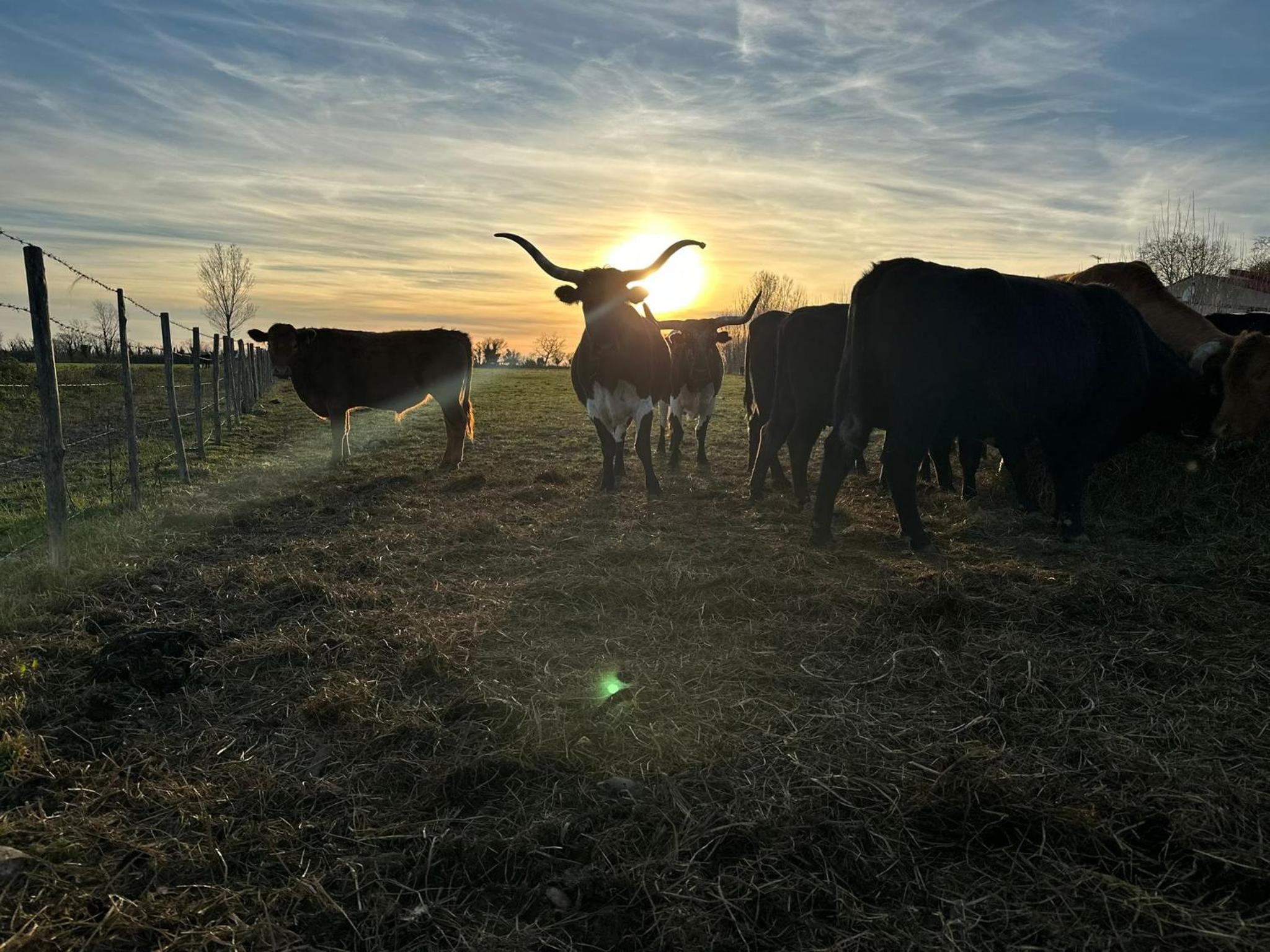 Domaine de la Tapie de Bouchet - en Camargue