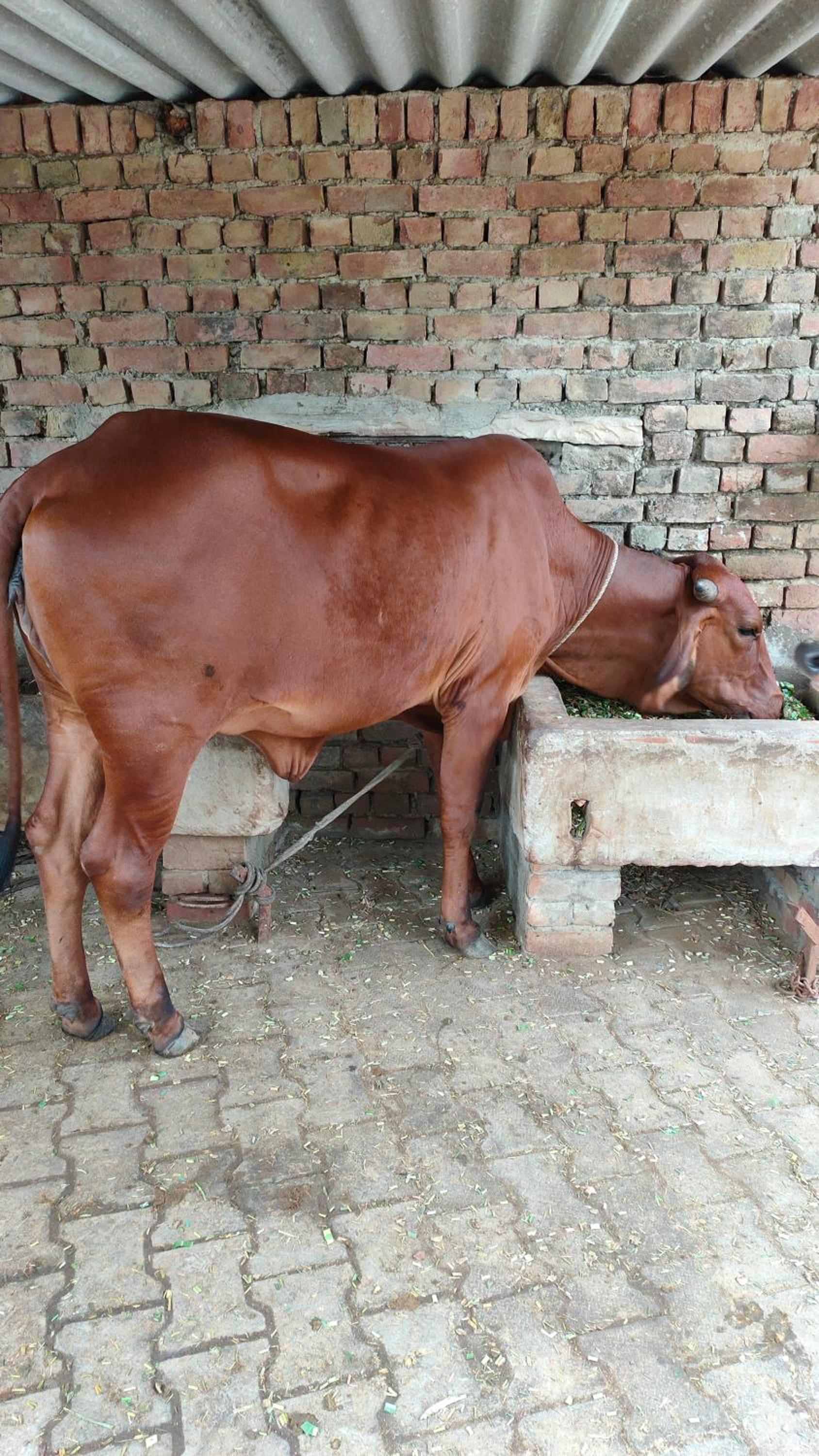 Royal Farm Bharatpur