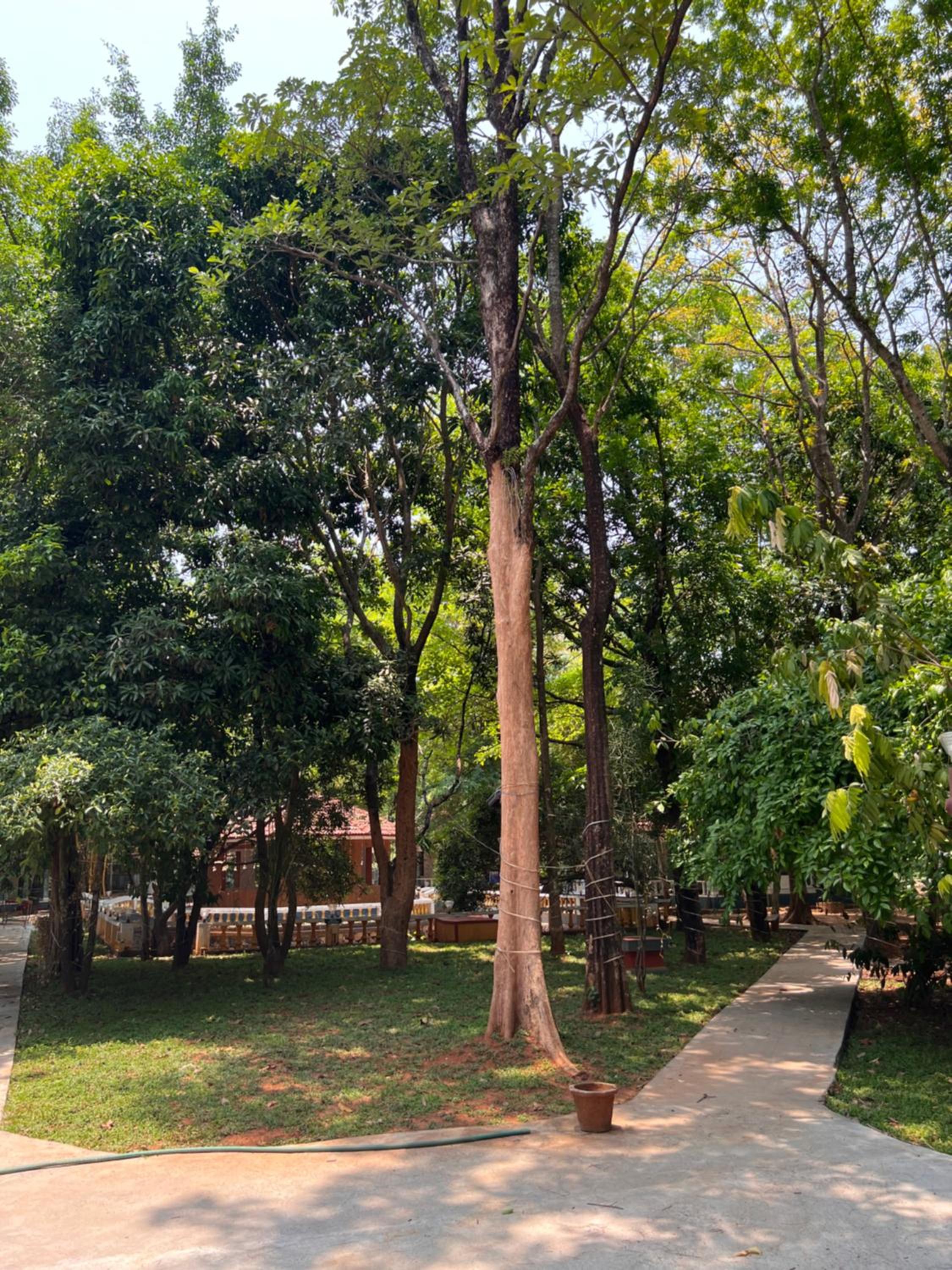 Surya Eco and Wedding Resort view 2