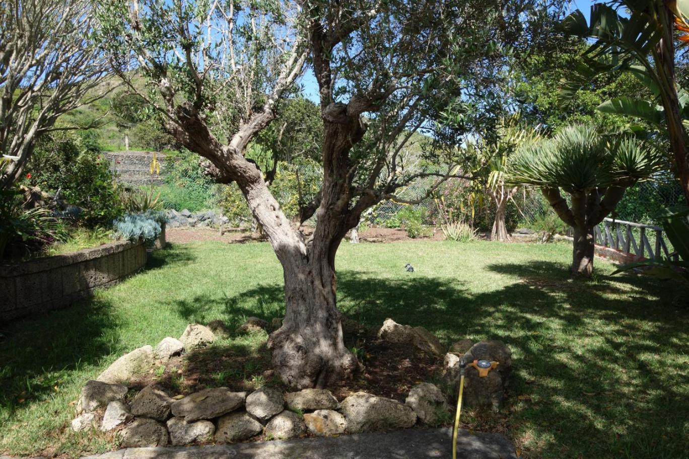 Finca Las Canitas - Ferienhaus Teneriffa