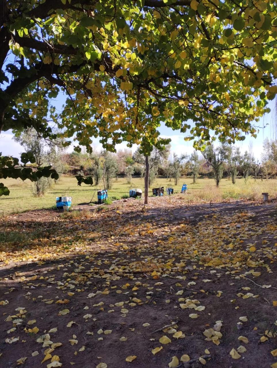 El RANCHO