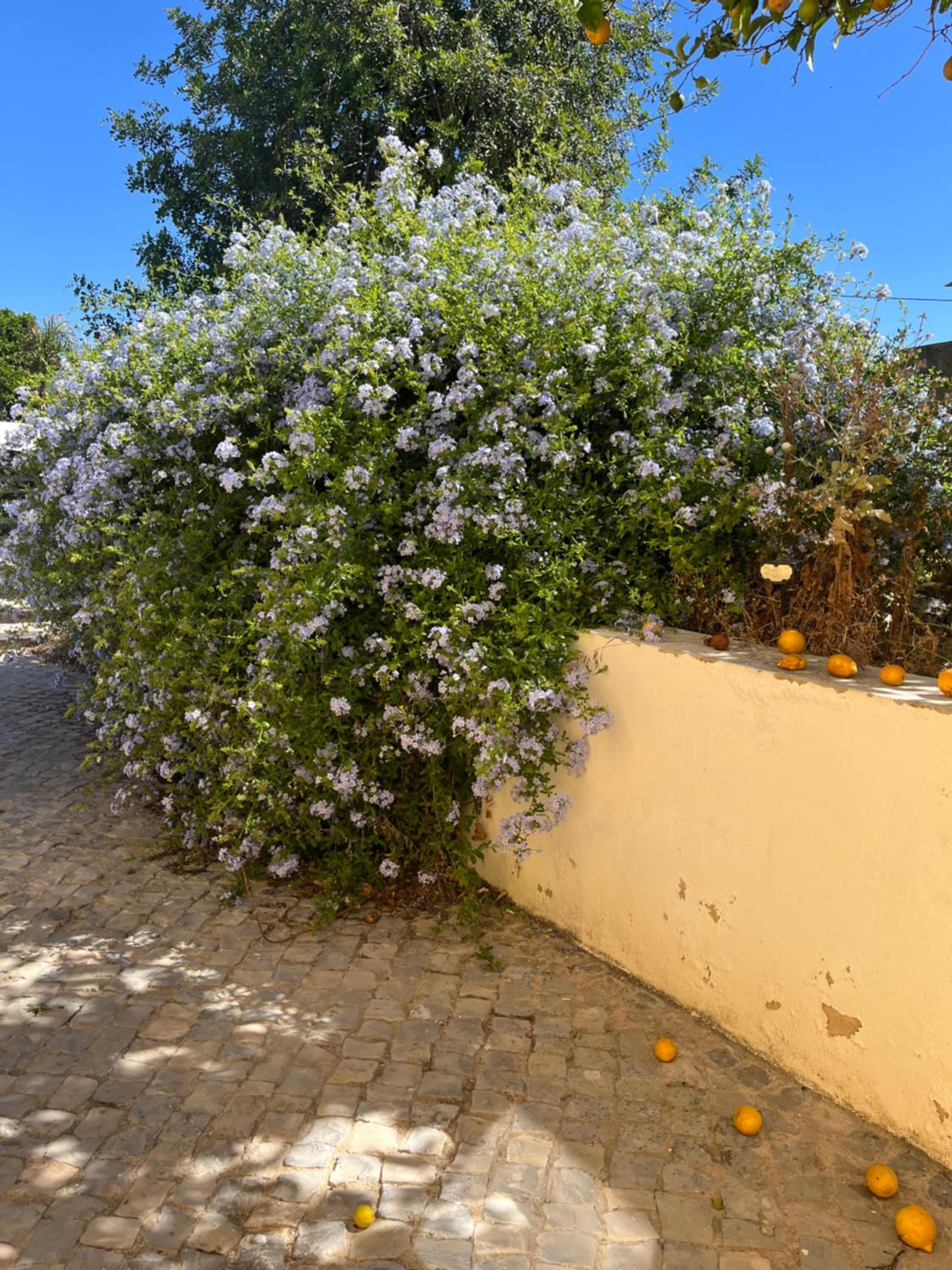 Photo 31
