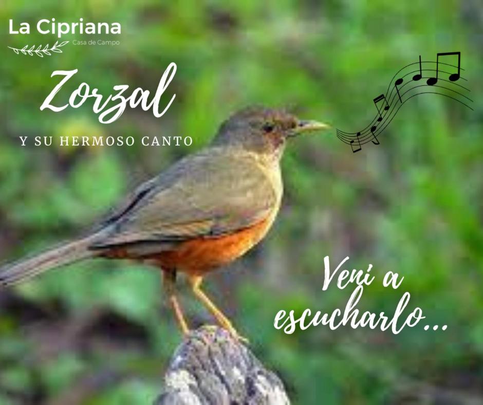 La Cipriana