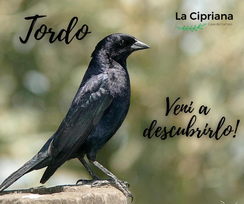 La Cipriana