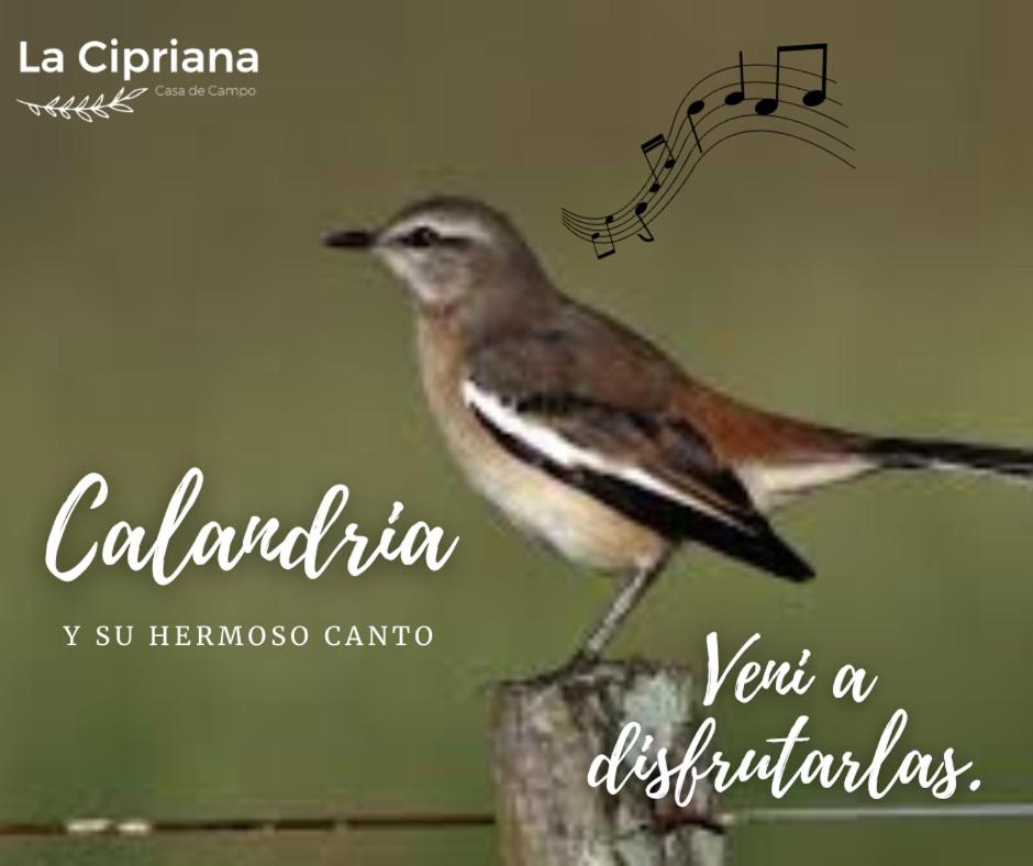 La Cipriana