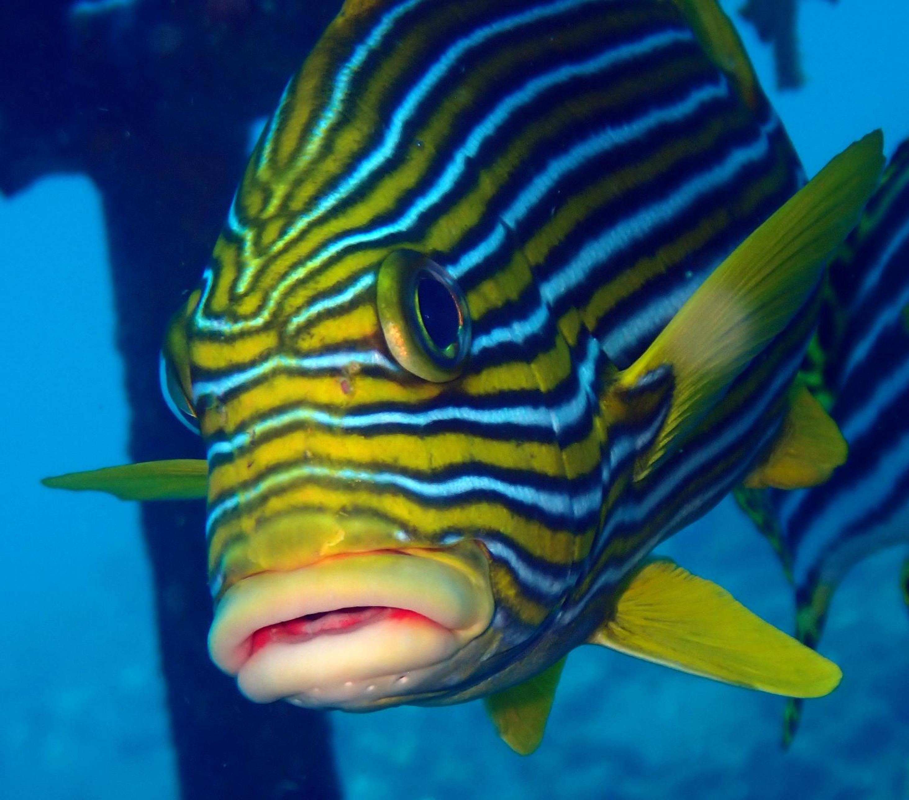 Ocean Sun Dive Resort