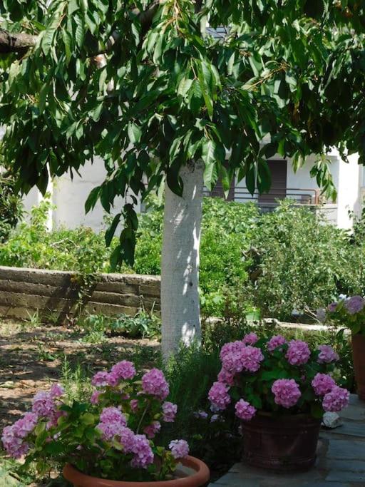 Villa Dima