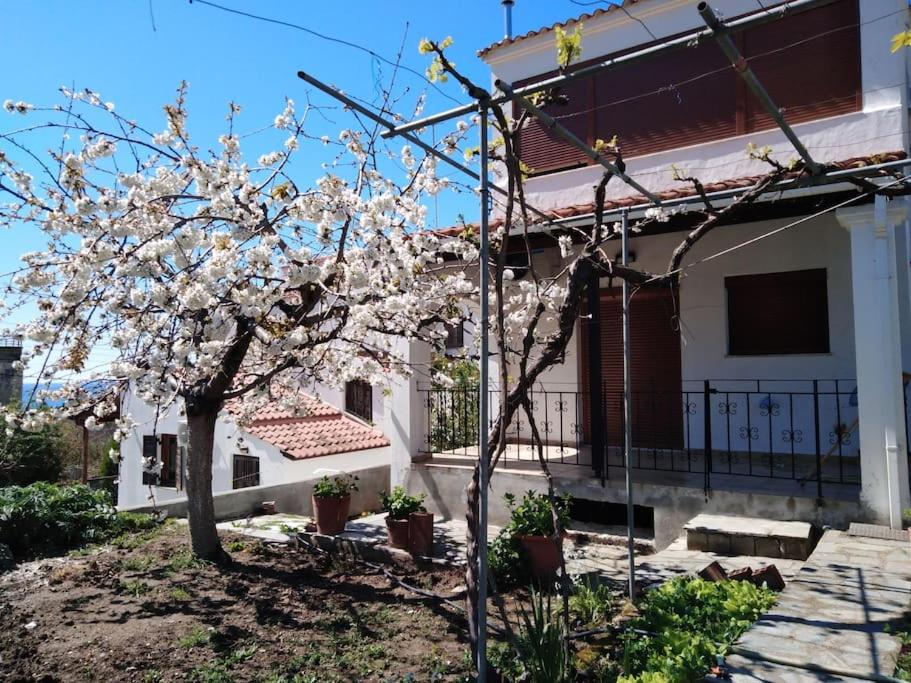 Villa Dima